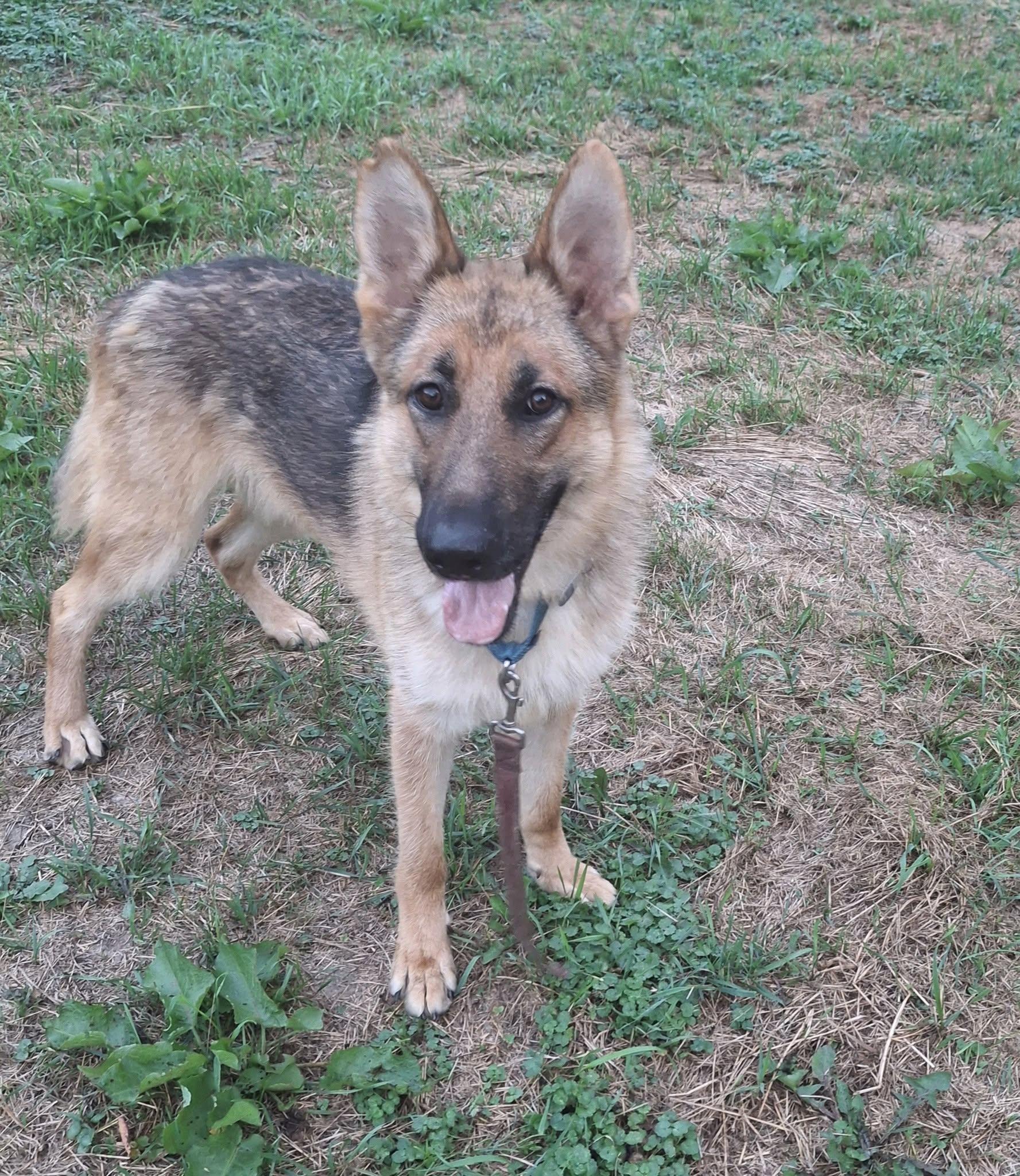 Kyle Gene!, an adopted German Shepherd Dog in Port Huron, MI image 3/4