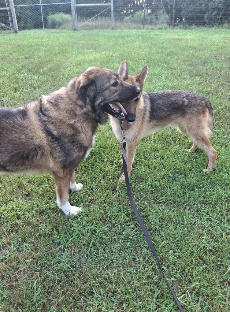 Kyle Gene!, an adopted German Shepherd Dog in Port Huron, MI image 4/4