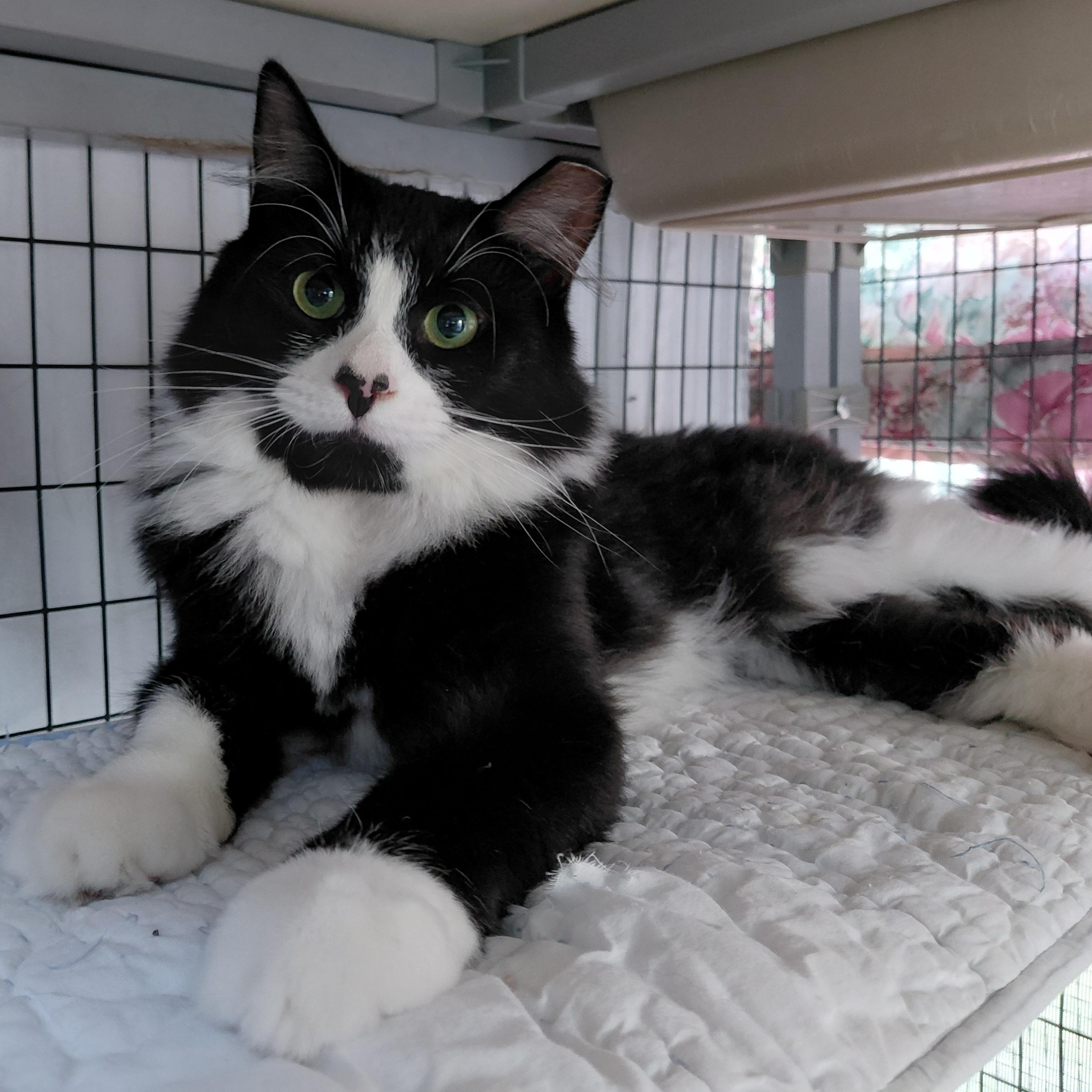 Pierre, a ADOPTABLE Domestic Long Hair in Littleton, NH image 1/6