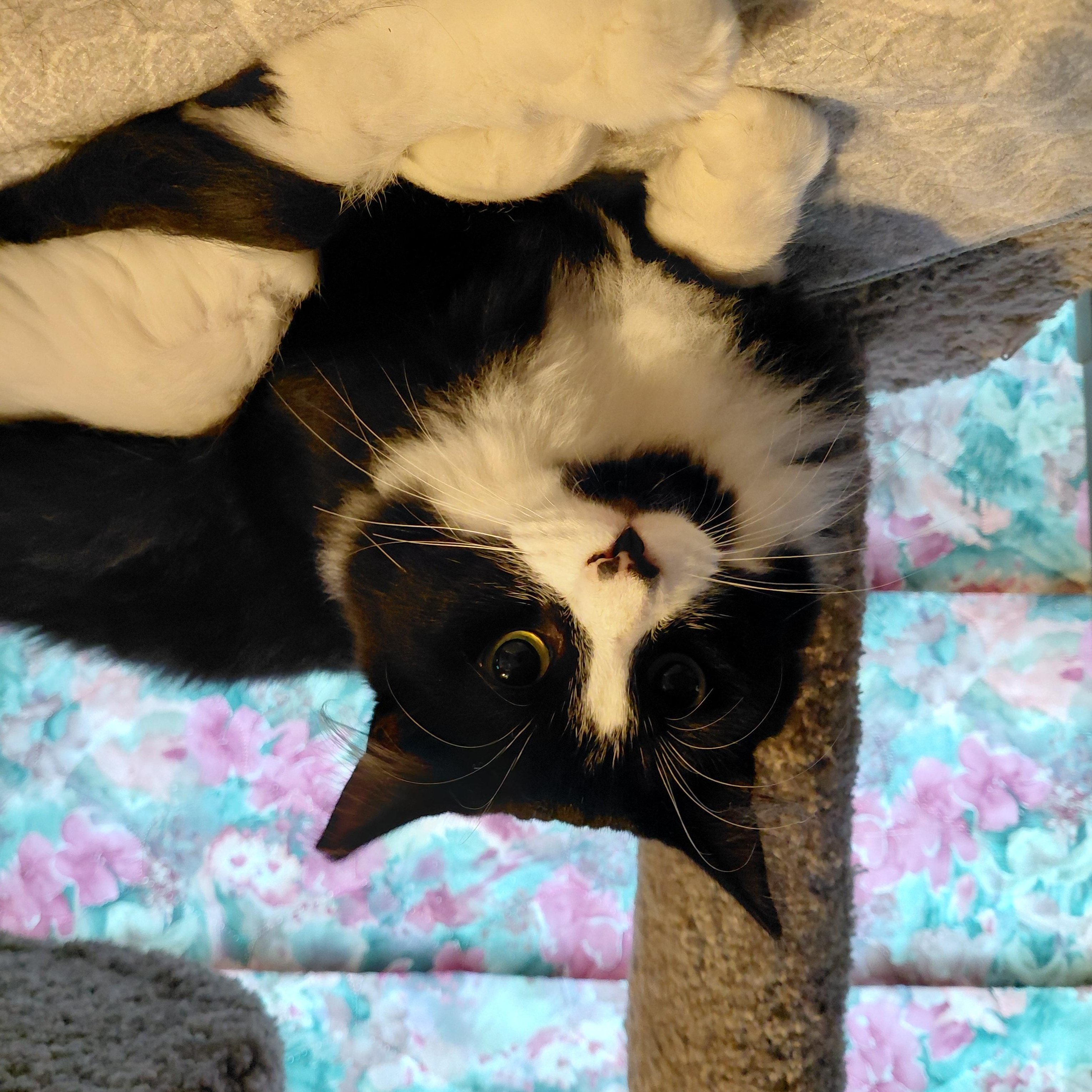 Pierre, a ADOPTABLE Domestic Long Hair in Littleton, NH image 3/6