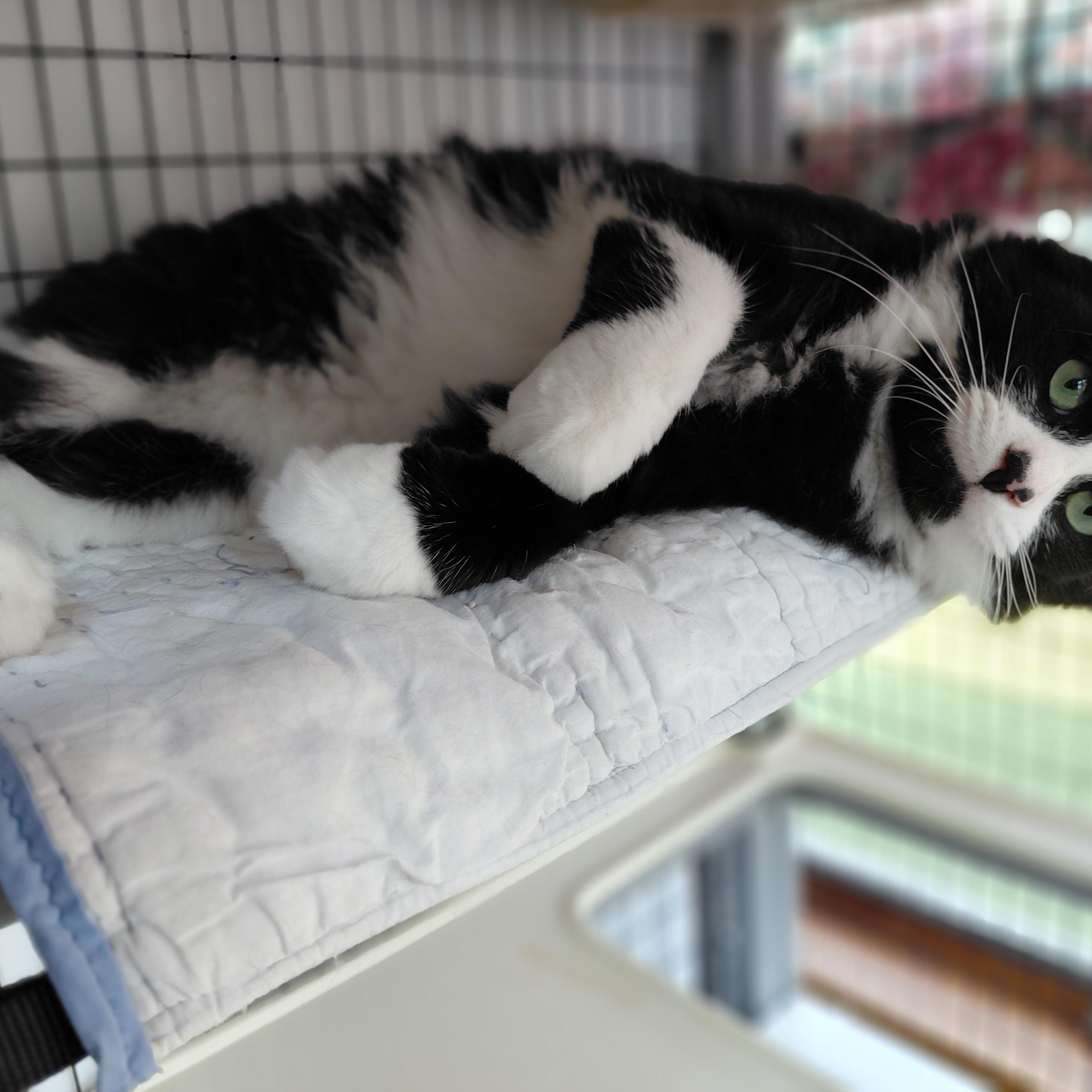 Pierre, a ADOPTABLE Domestic Long Hair in Littleton, NH image 5/6