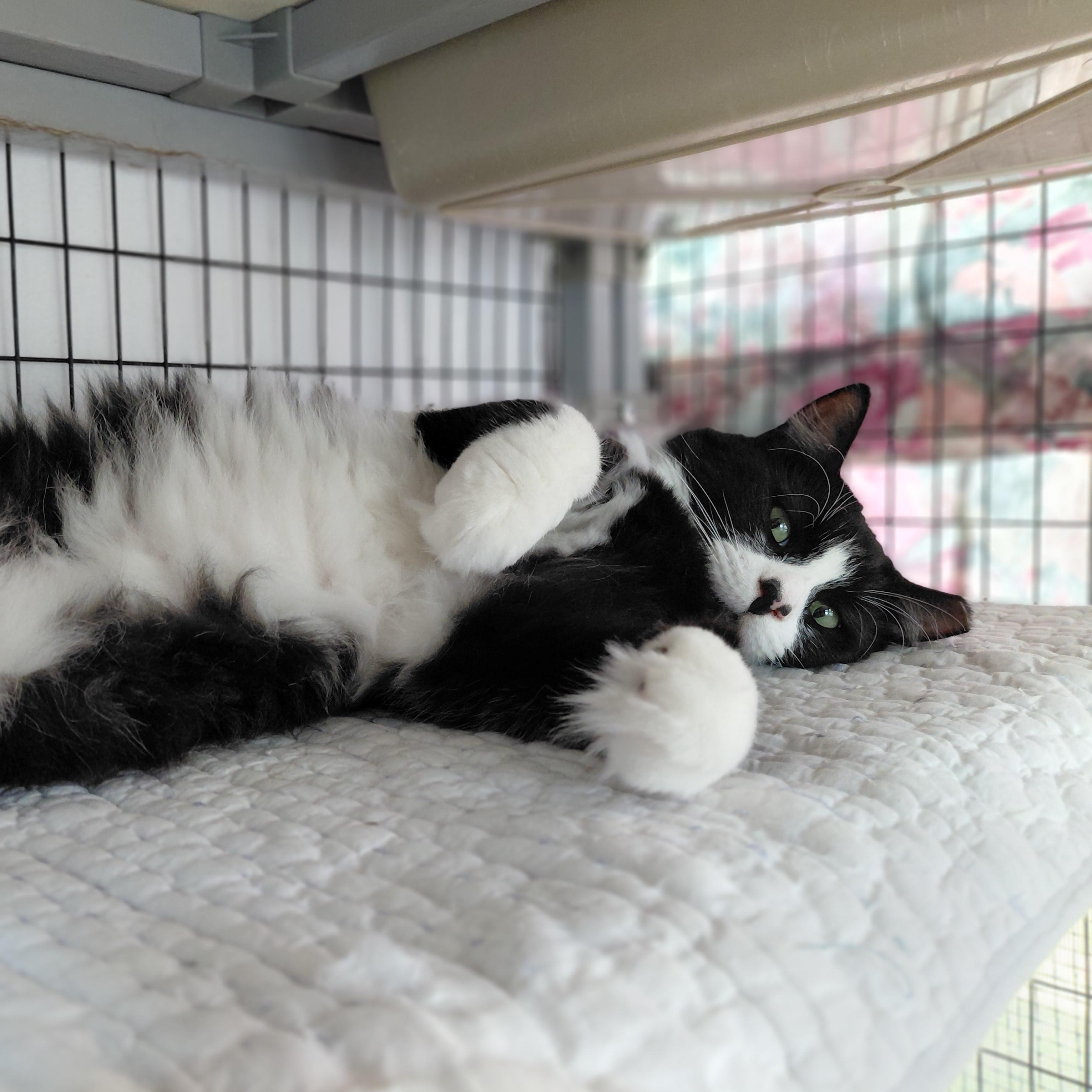 Pierre, a ADOPTABLE Domestic Long Hair in Littleton, NH image 6/6
