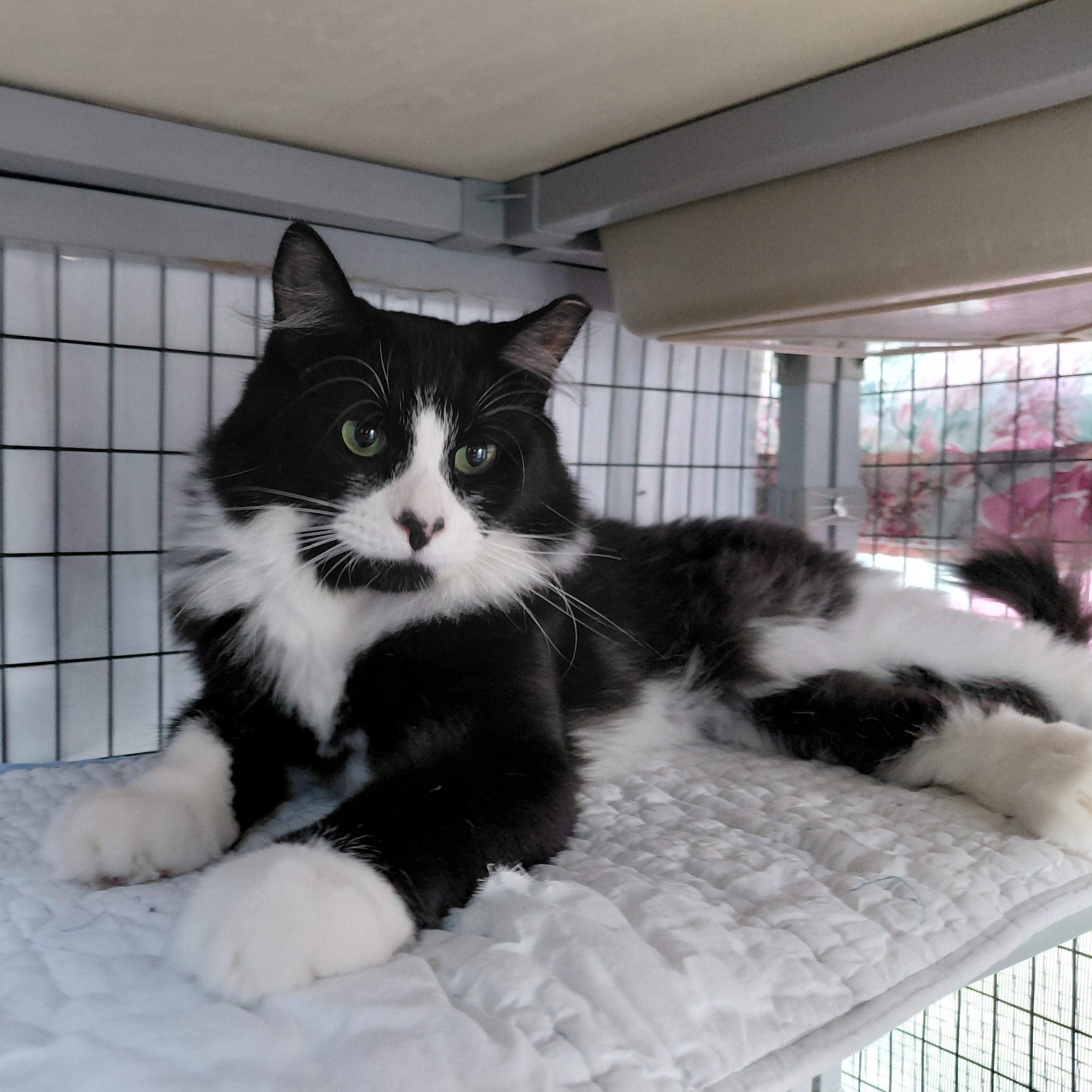Pierre, a ADOPTABLE Domestic Long Hair in Littleton, NH image 4/6