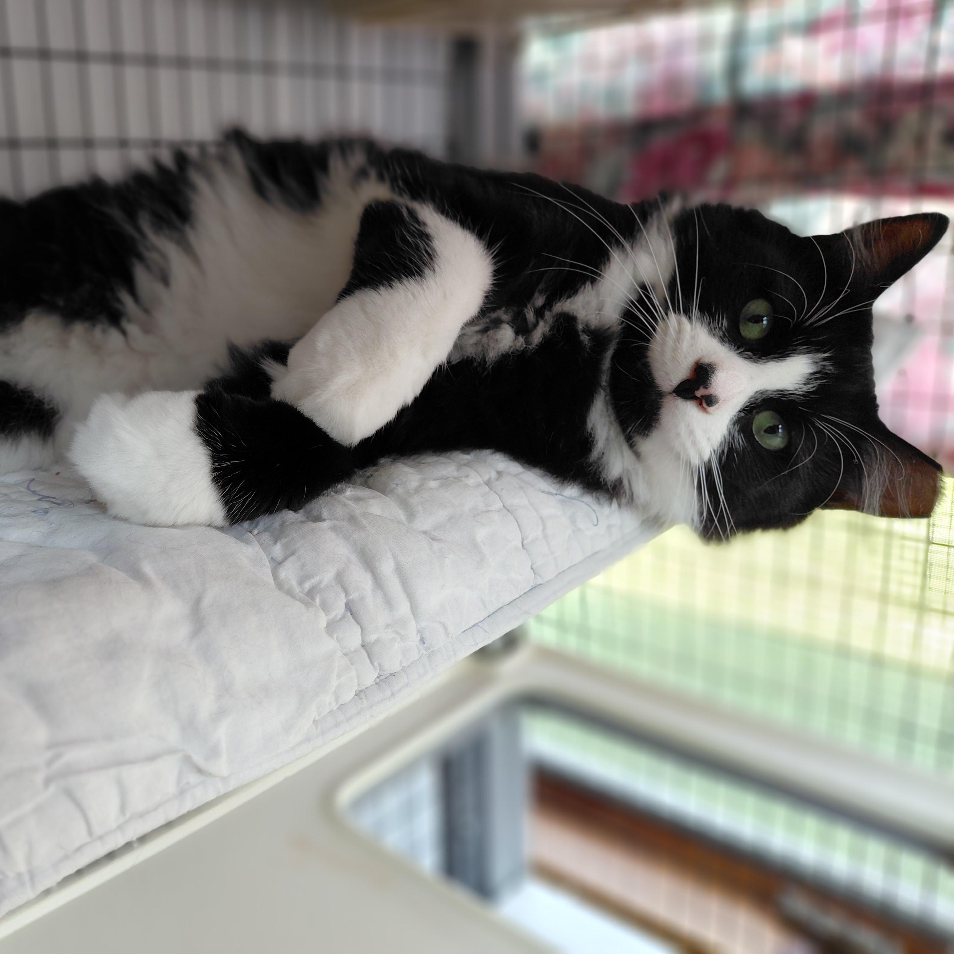 Pierre, a ADOPTABLE Domestic Long Hair in Littleton, NH image 2/6