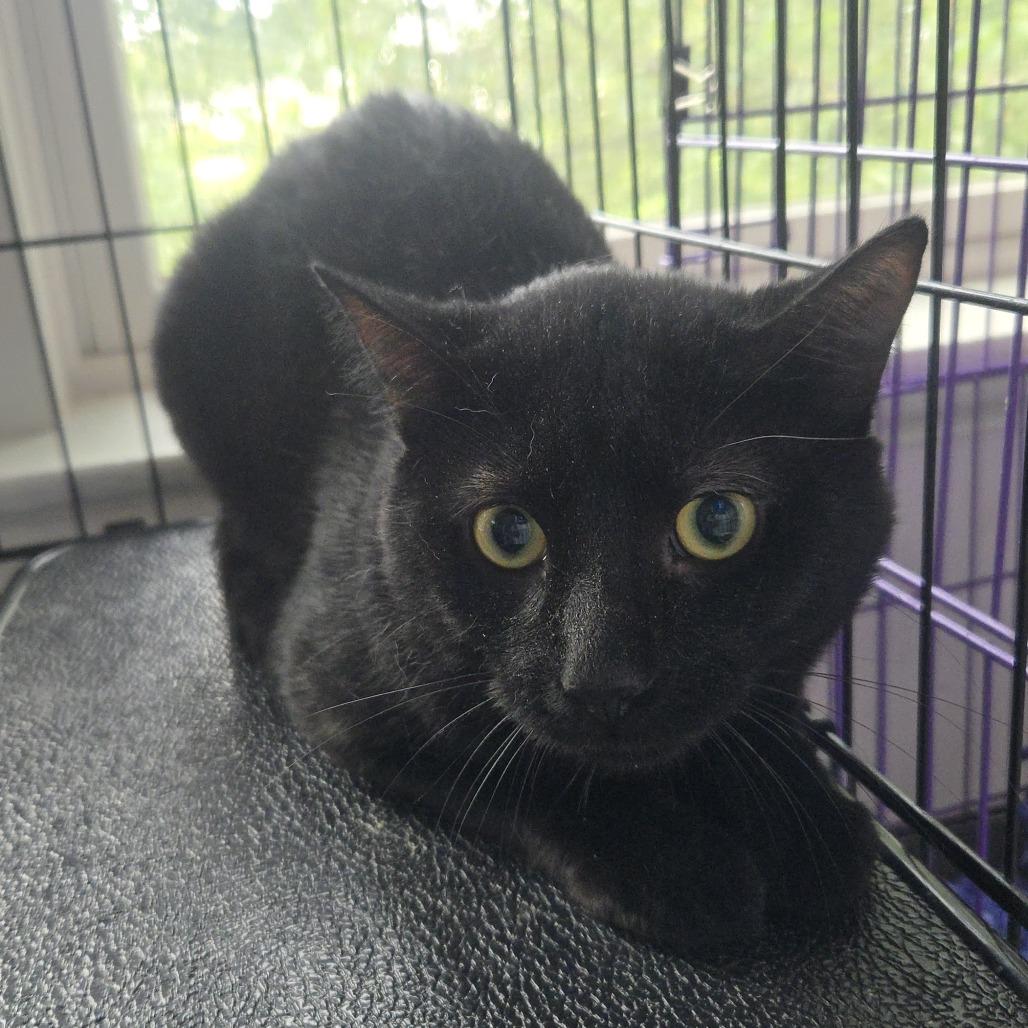 Billy, Adoptable, Adult Male Domestic Short Hair.
