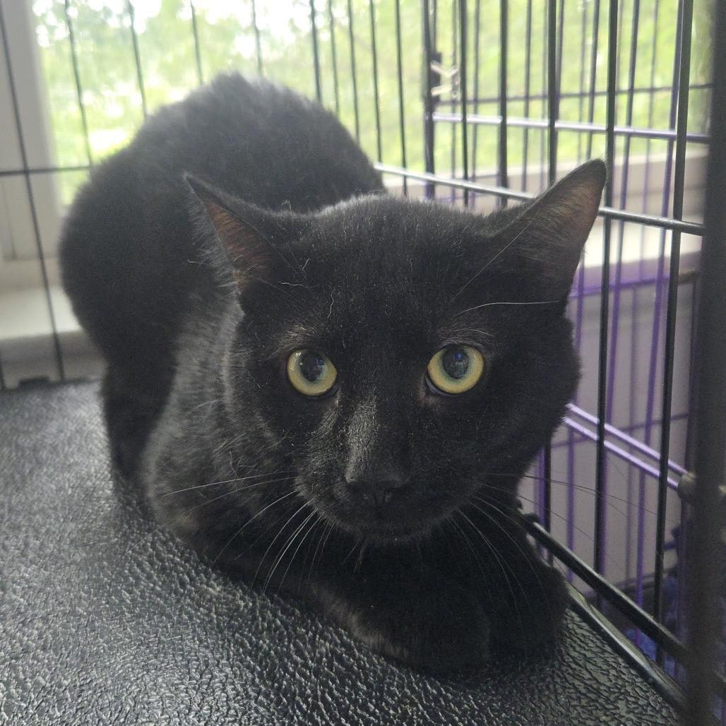 Enlarge Billy, a Adoptable Domestic Short Hair in Salisbury, MA image 2/2