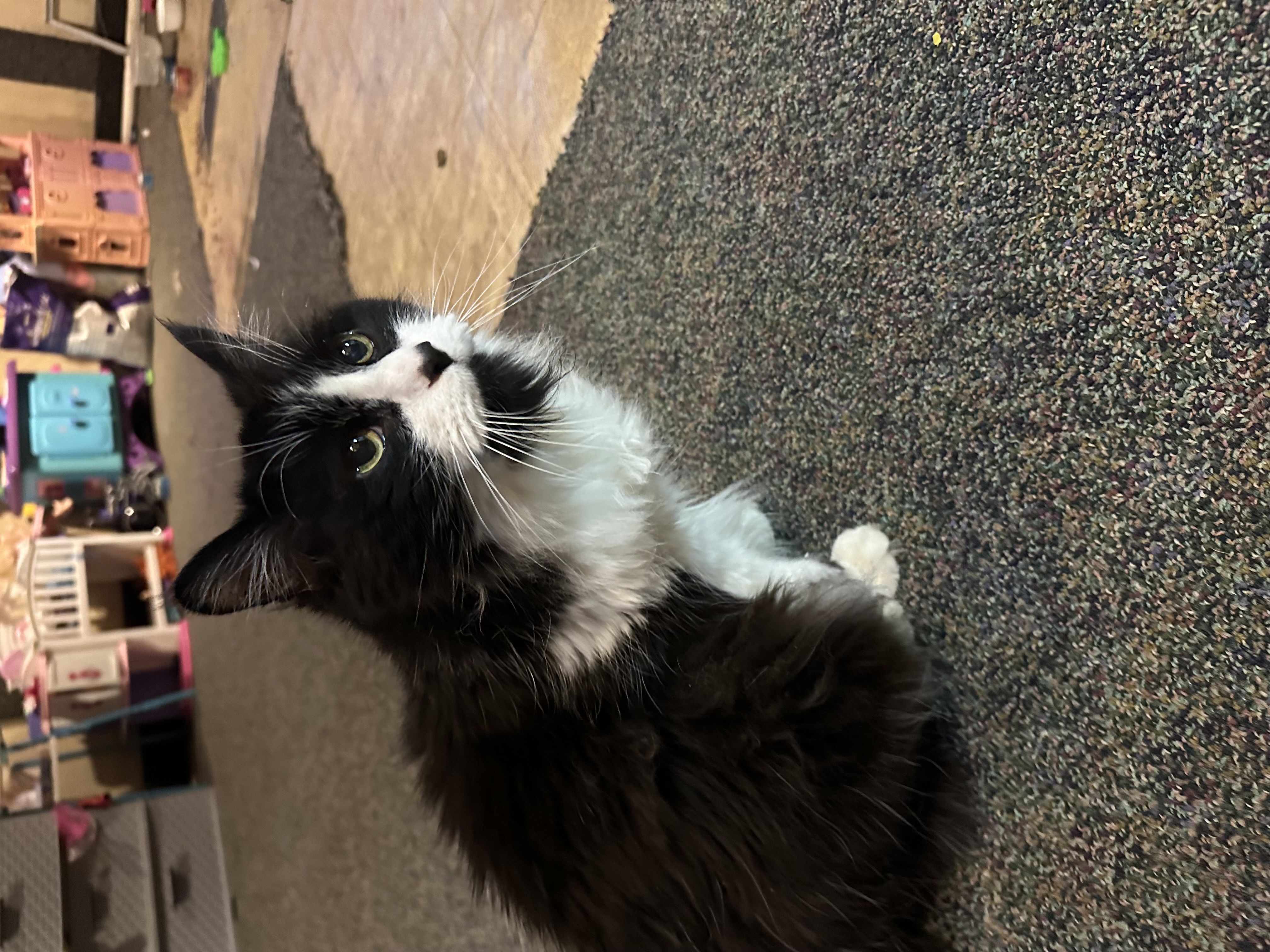 Enlarge Beina and Charlie, a Adoptable mixed breed in Holly, MI image 1/6