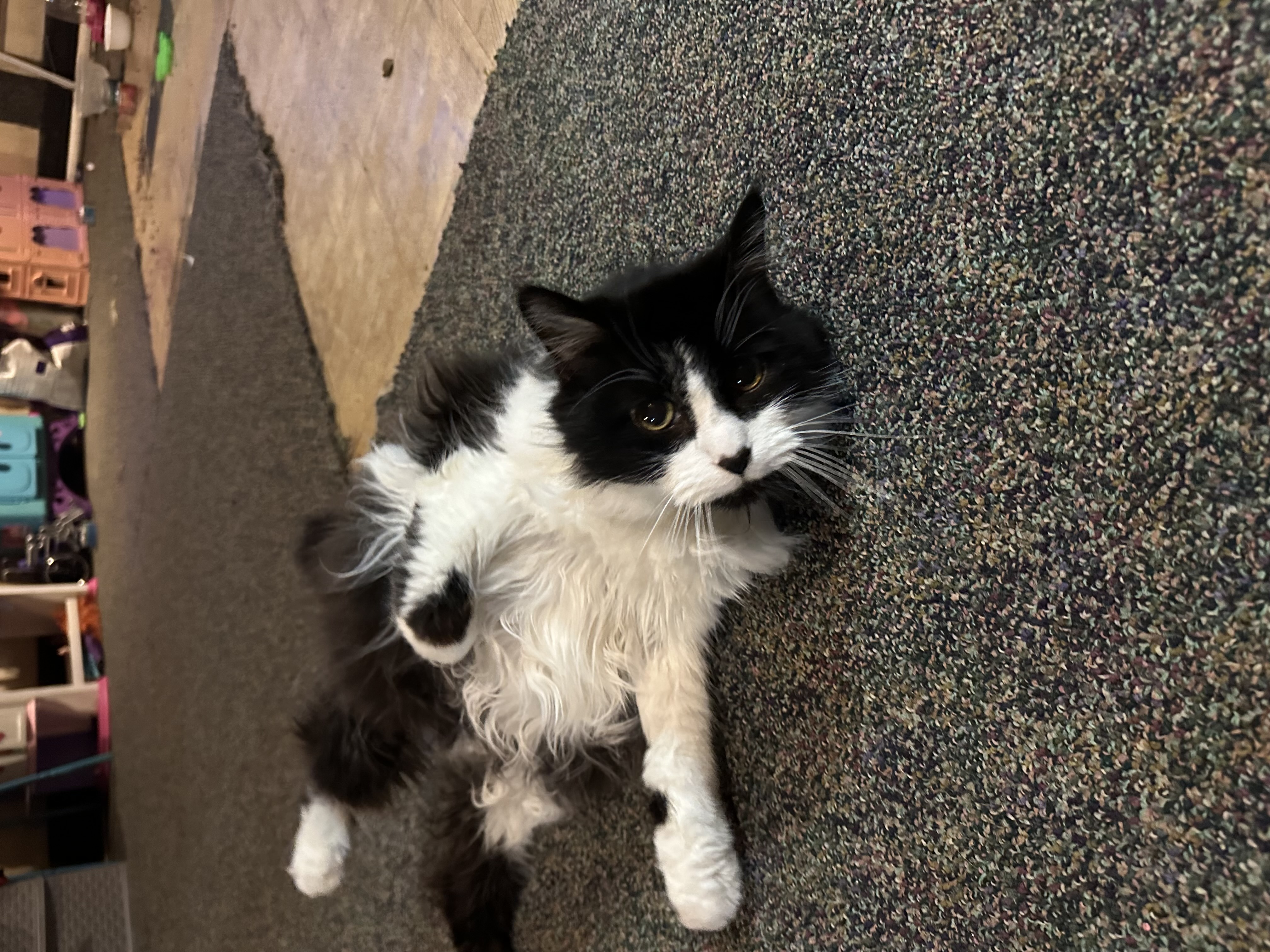 Enlarge Beina and Charlie, a Adoptable mixed breed in Holly, MI image 2/6