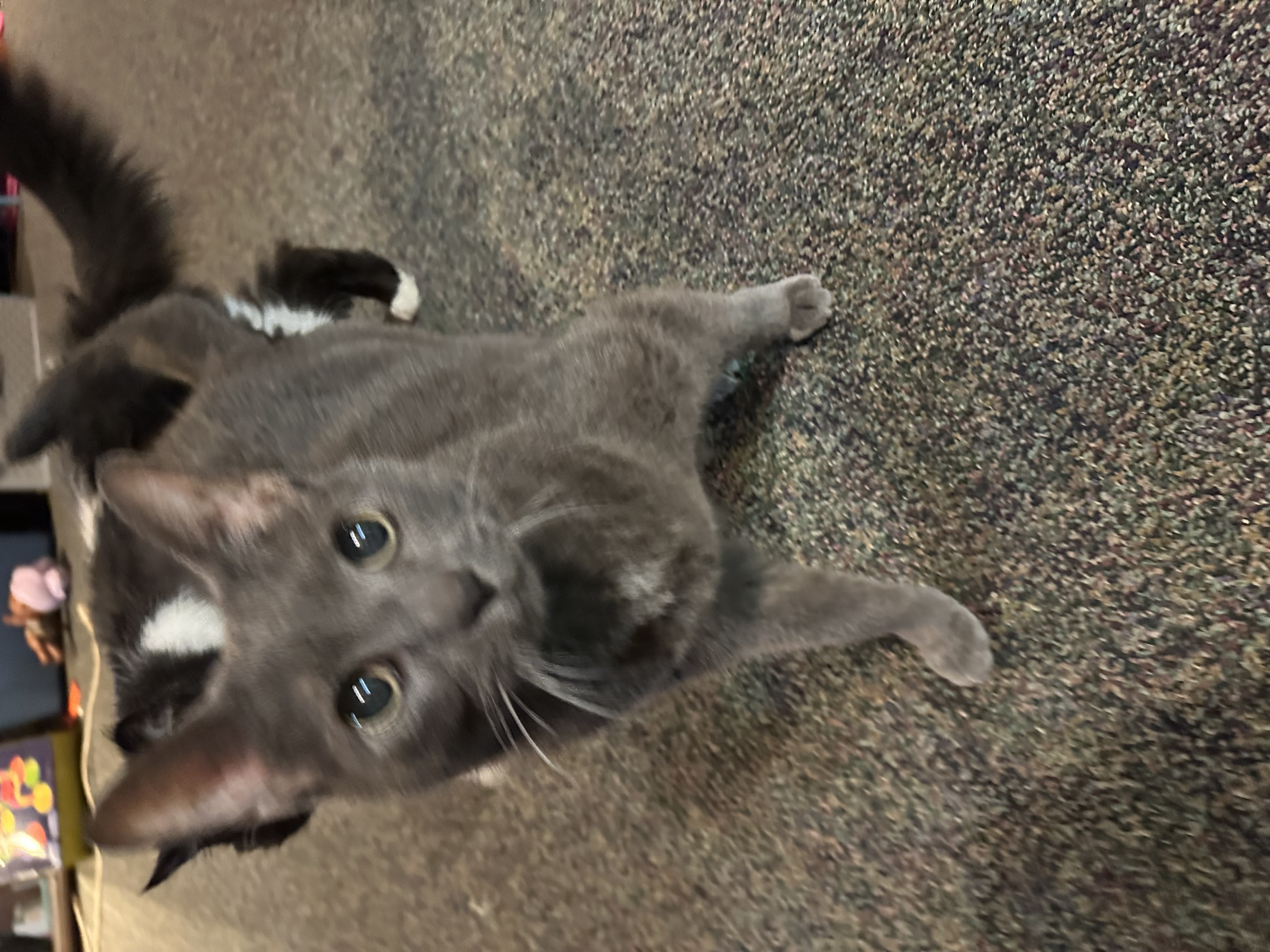 Enlarge Beina and Charlie, a Adoptable mixed breed in Holly, MI image 3/6