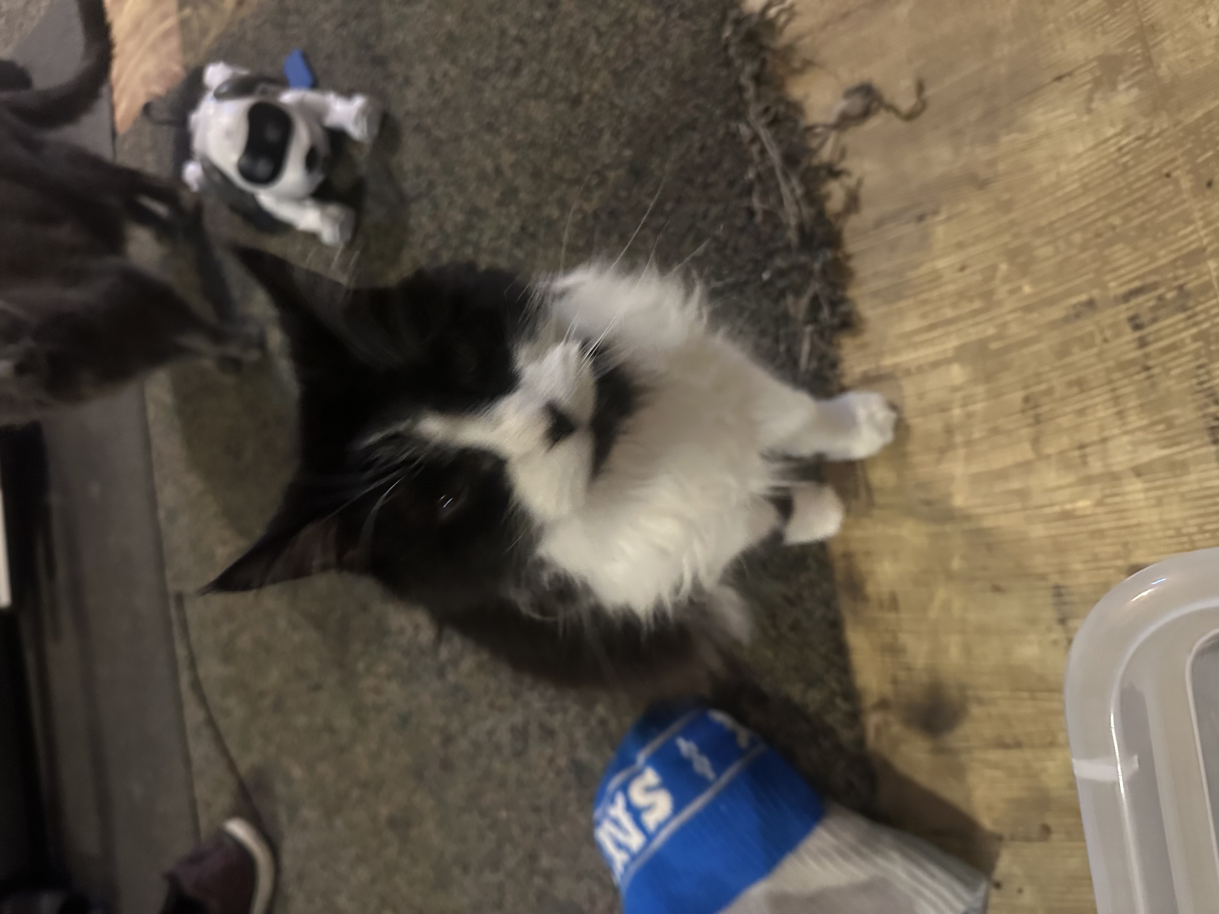 Enlarge Beina and Charlie, a Adoptable mixed breed in Holly, MI image 4/6