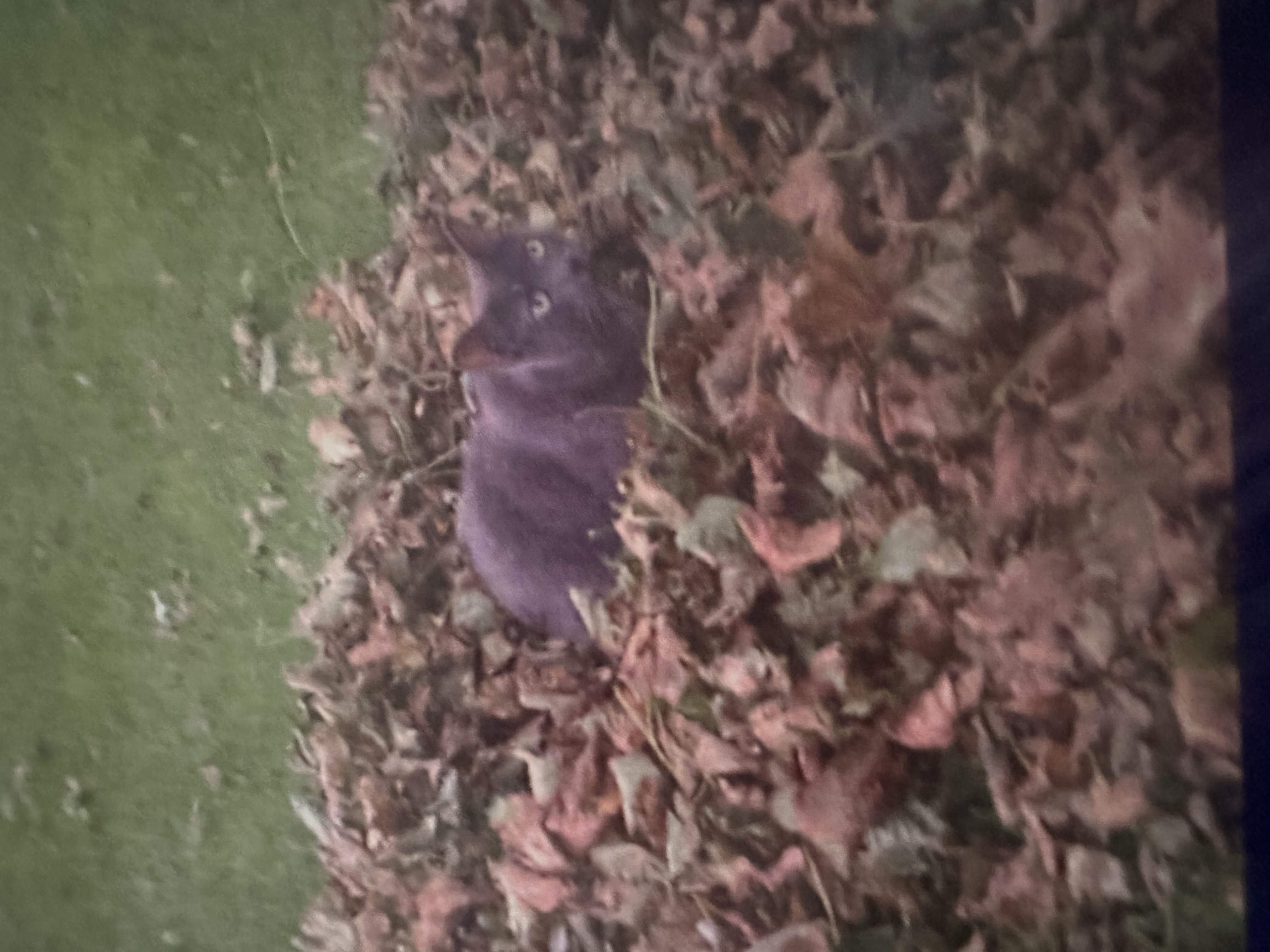 Enlarge Beina and Charlie, a Adoptable mixed breed in Holly, MI image 5/6