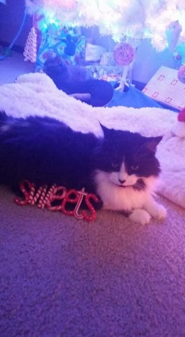 Enlarge Beina and Charlie, a Adoptable mixed breed in Holly, MI image 6/6