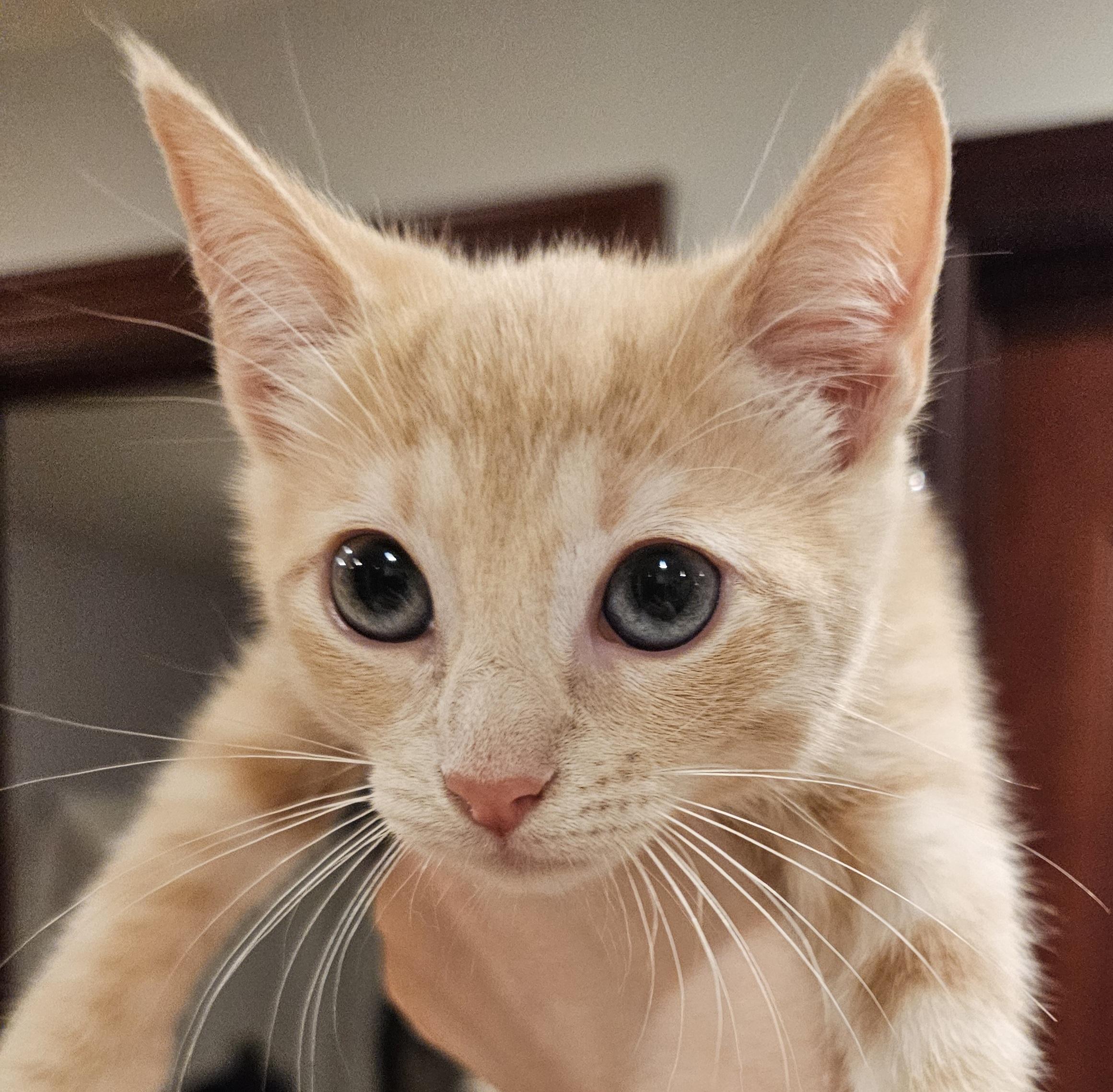 Enlarge Banana, an adopted Domestic Short Hair in Ridgefield, CT image 1/6