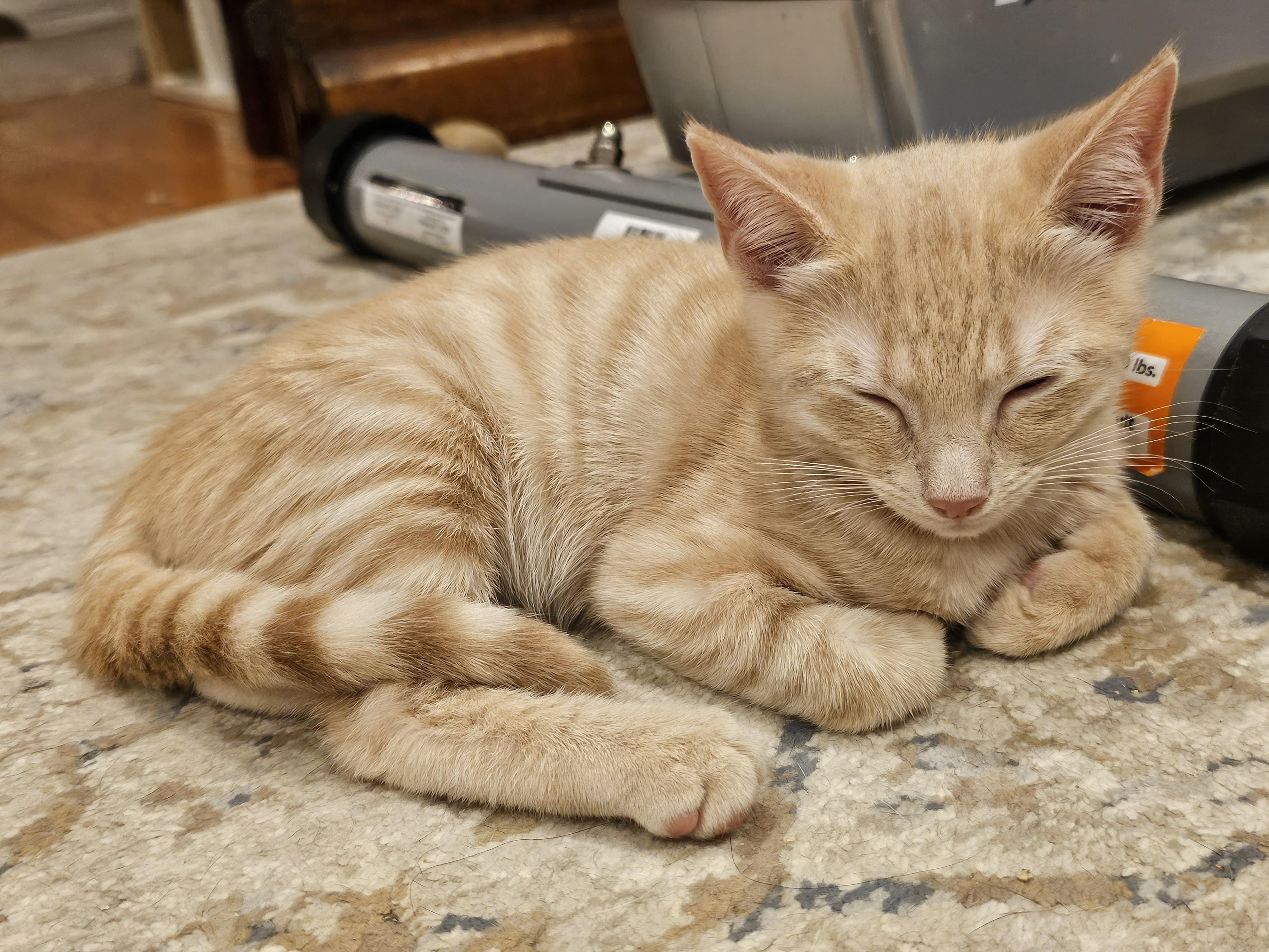 Enlarge Banana, an adopted Domestic Short Hair in Ridgefield, CT image 6/6