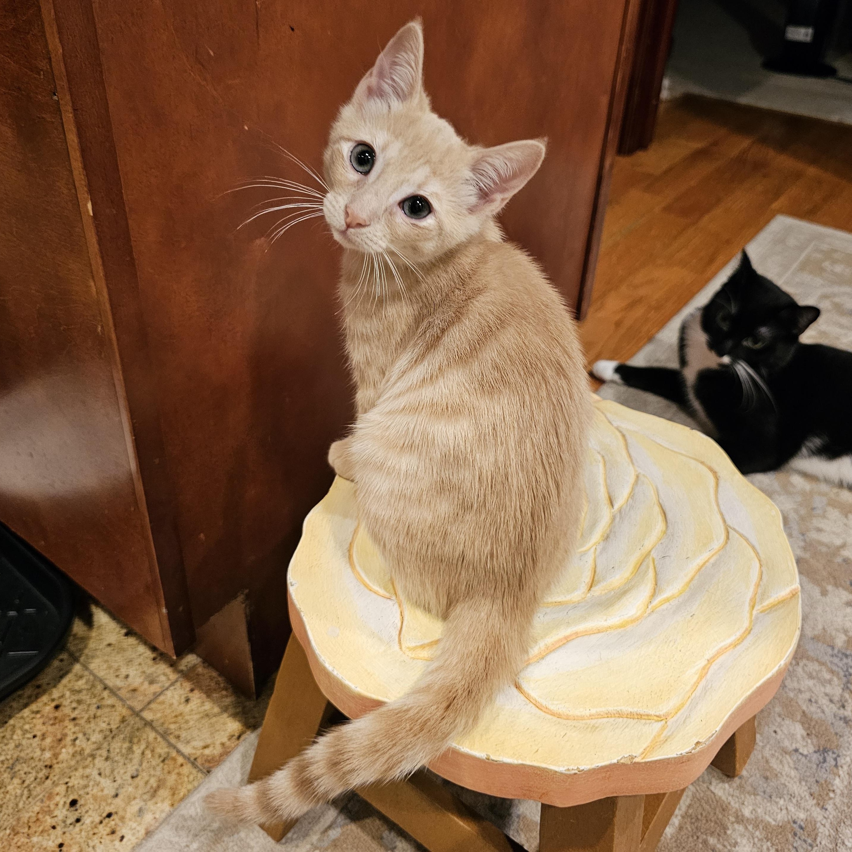 Enlarge Banana, an adopted Domestic Short Hair in Ridgefield, CT image 2/6