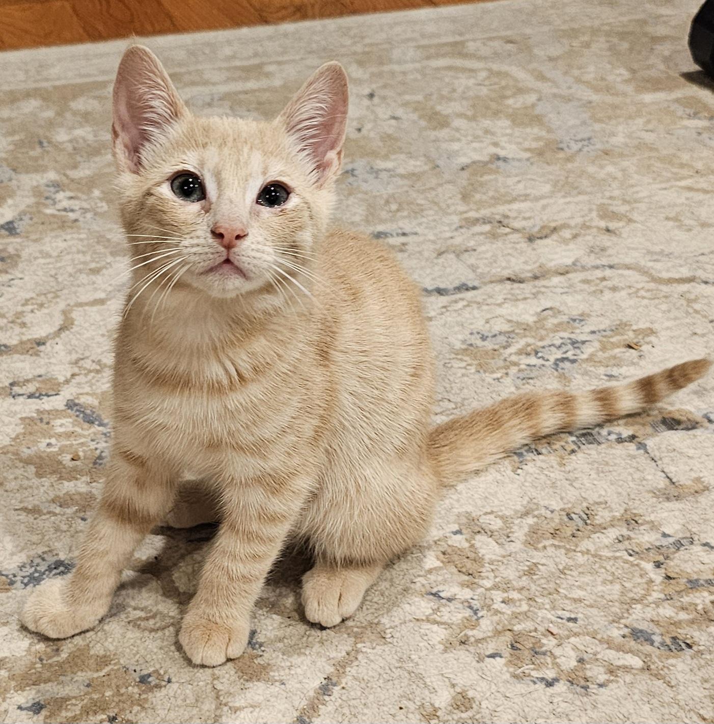 Enlarge Banana, an adopted Domestic Short Hair in Ridgefield, CT image 5/6