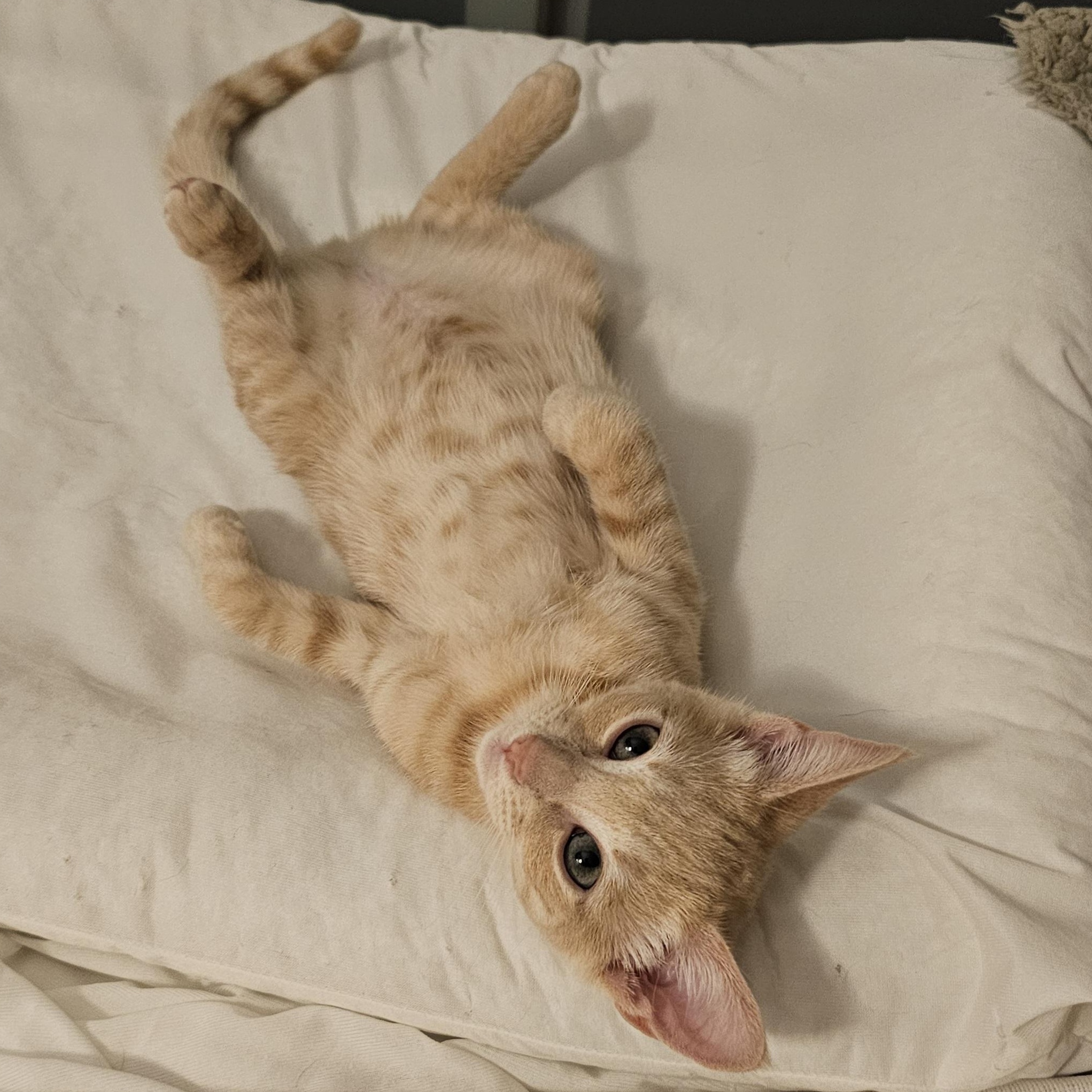 Enlarge Banana, an adopted Domestic Short Hair in Ridgefield, CT image 4/6