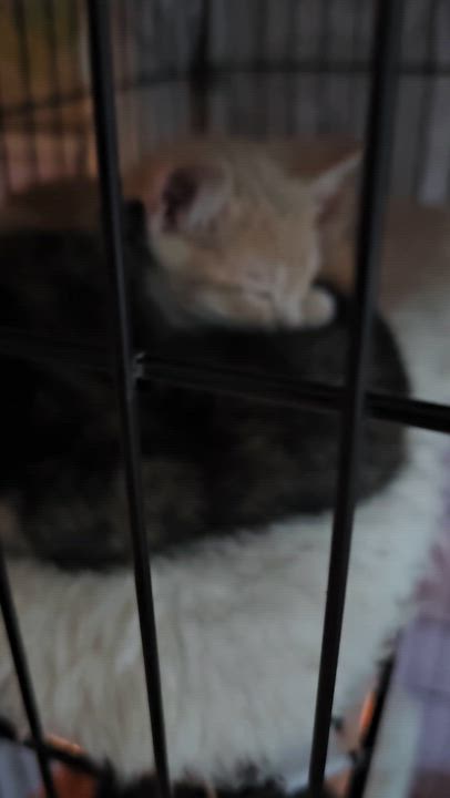 Enlarge Banana, an adopted Domestic Short Hair in Ridgefield, CT video 3/6