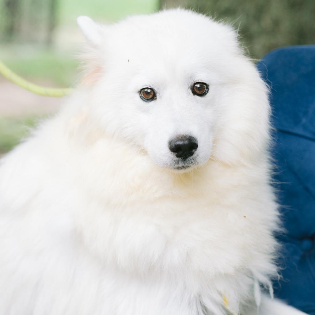Enlarge Fee Owneous, a ADOPTABLE Samoyed in Zionsville, IN image 1/1
