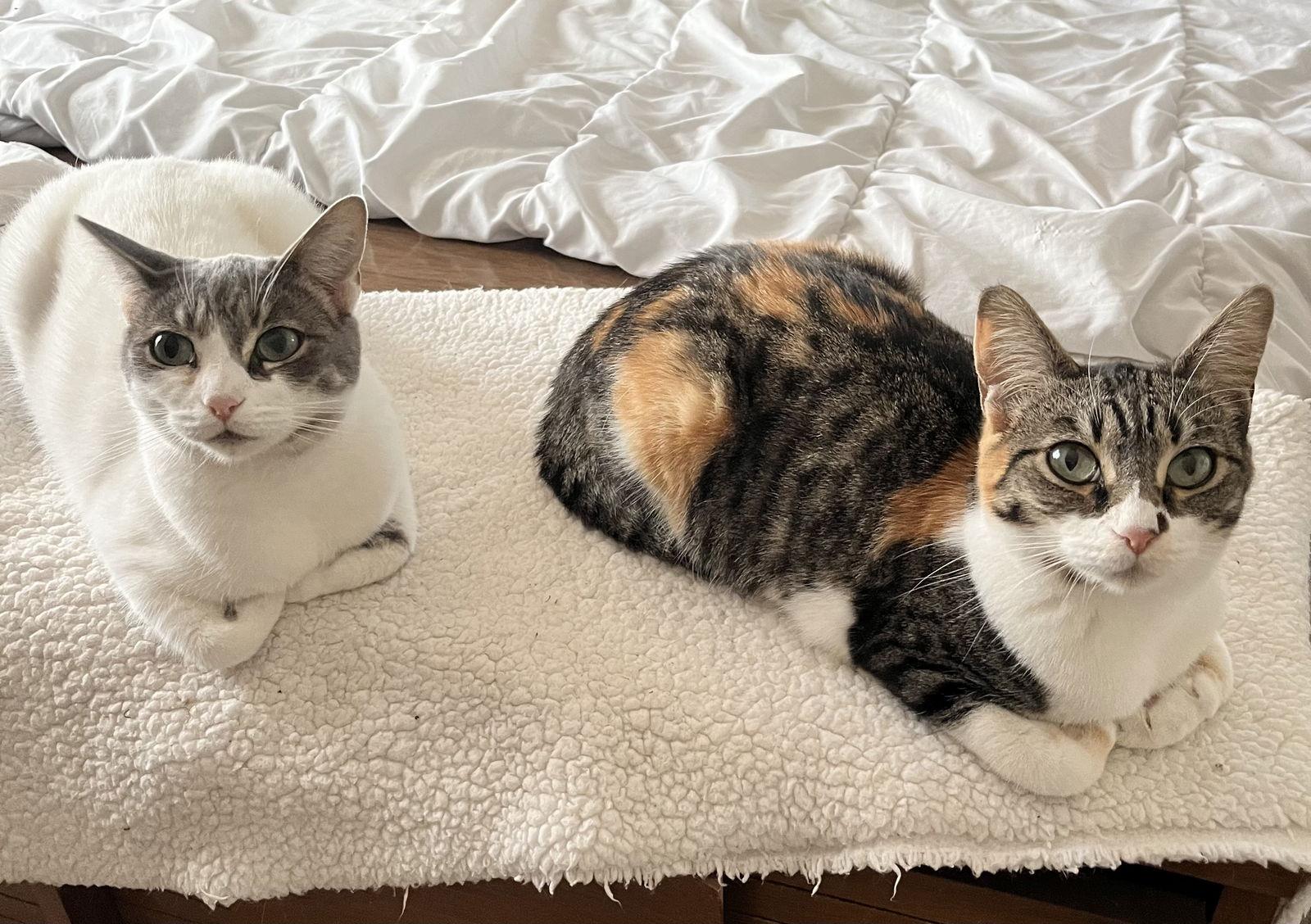 Enlarge Lily & Daisy, a Adoptable American Shorthair in Walnut Creek, CA image 2/3