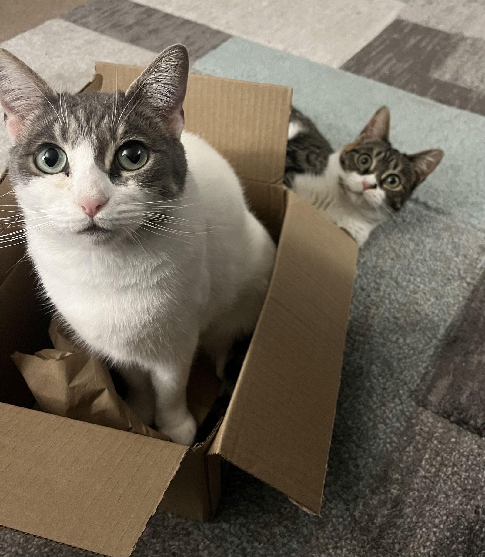Enlarge Lily & Daisy, a Adoptable American Shorthair in Walnut Creek, CA image 3/3