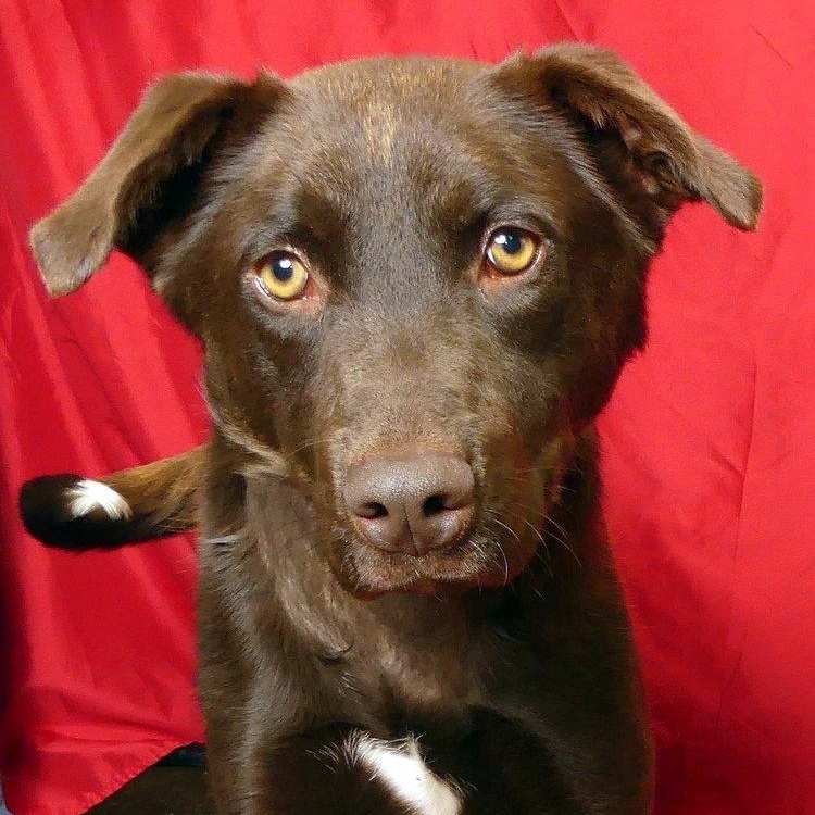 TOMMY, Adoptable, Young Male Cattle Dog.