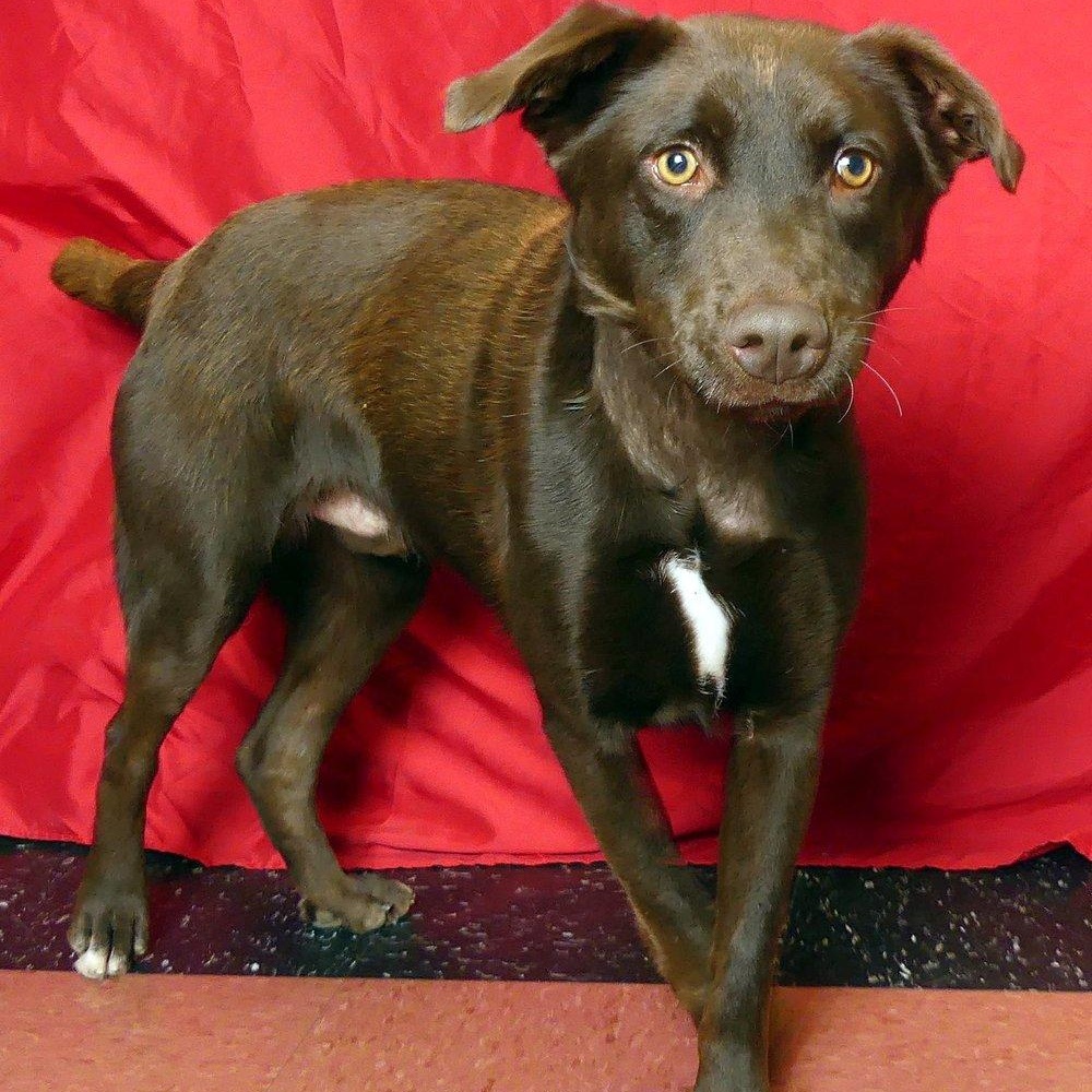 TOMMY, a Adoptable mixed breed in Ukiah, CA image 2/2
