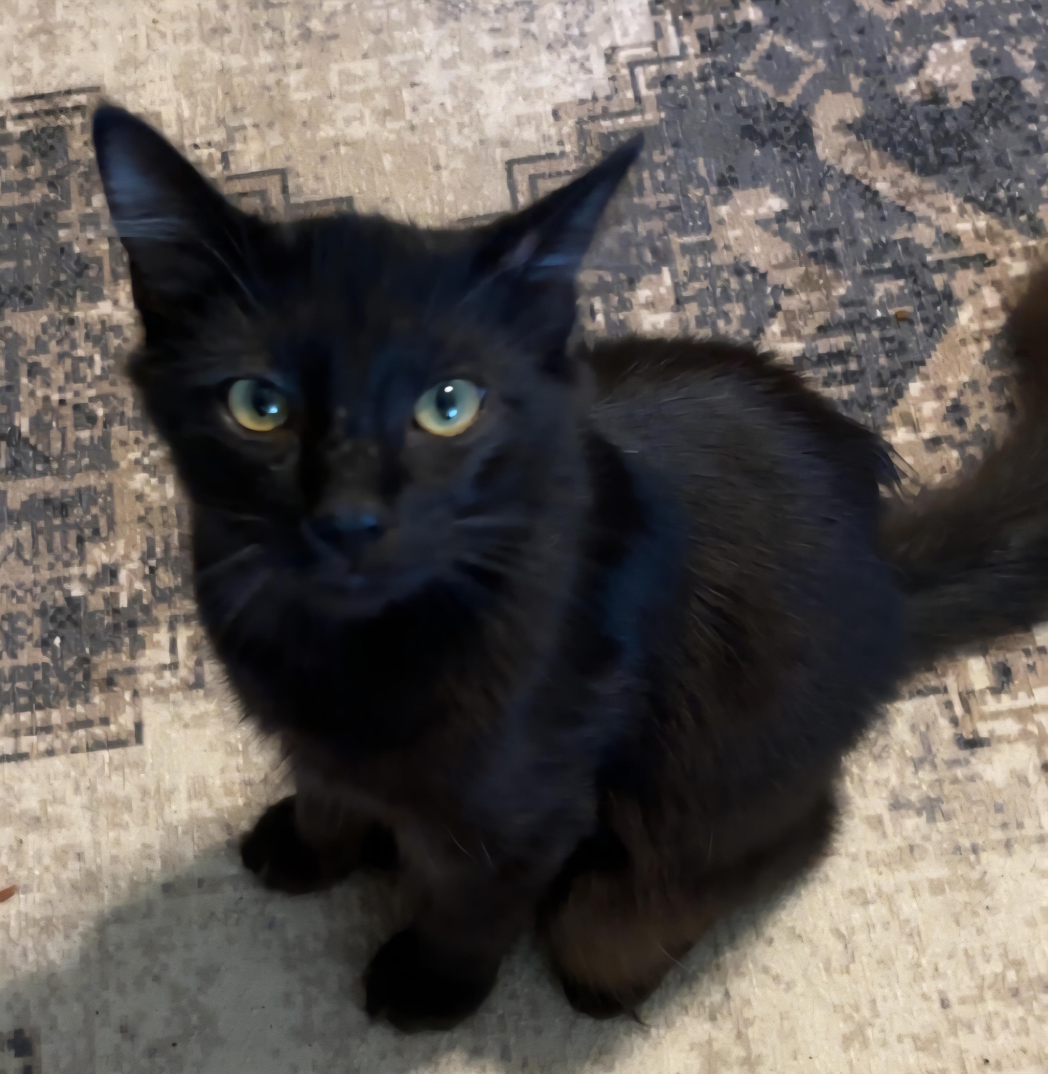 Enlarge Cash, a Adopted Domestic Medium Hair in Grand Prairie, TX image 2/4