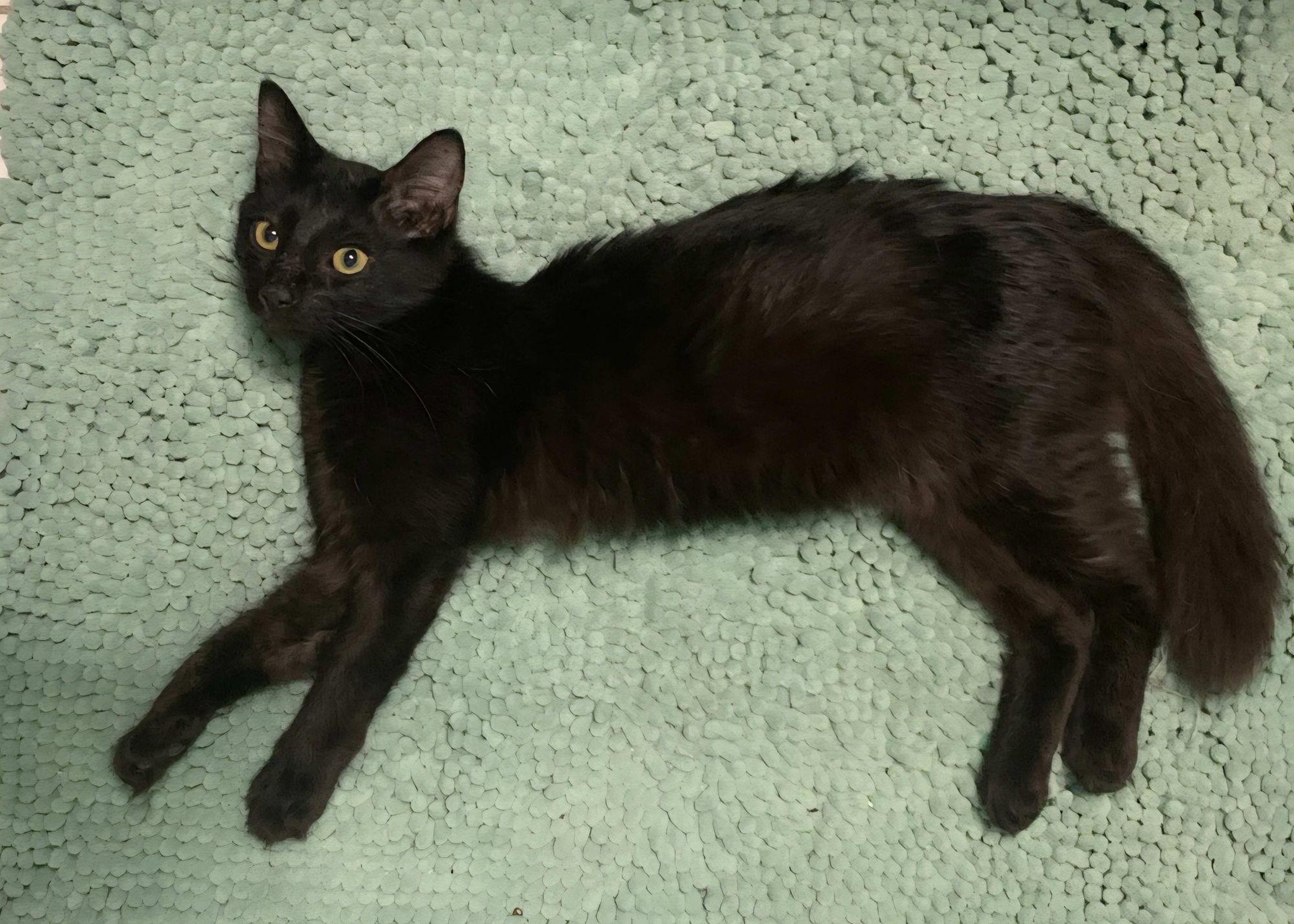 Enlarge Cash, a Adopted Domestic Medium Hair in Grand Prairie, TX image 1/4