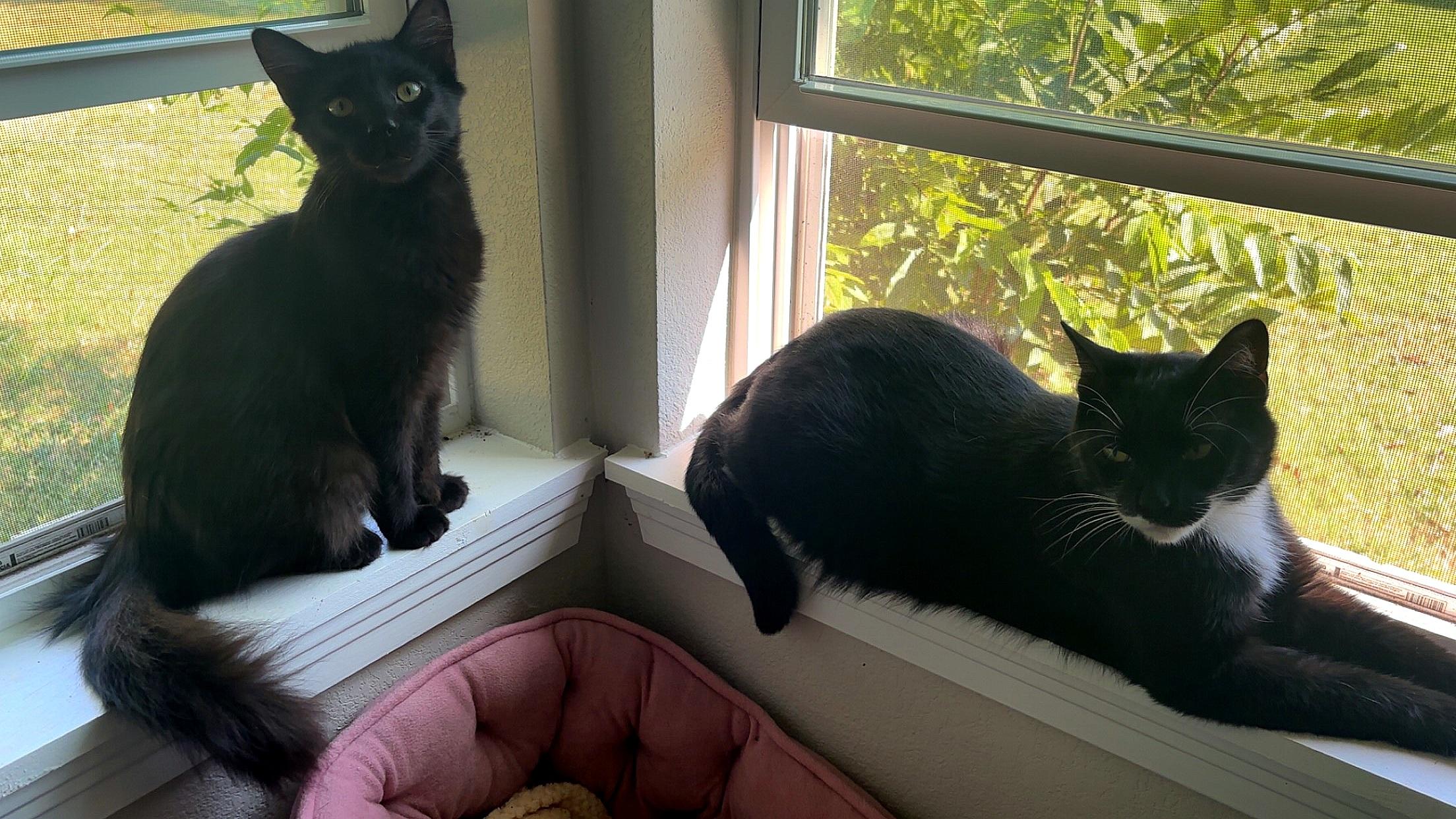 Enlarge Cash, a Adopted Domestic Medium Hair in Grand Prairie, TX image 3/4