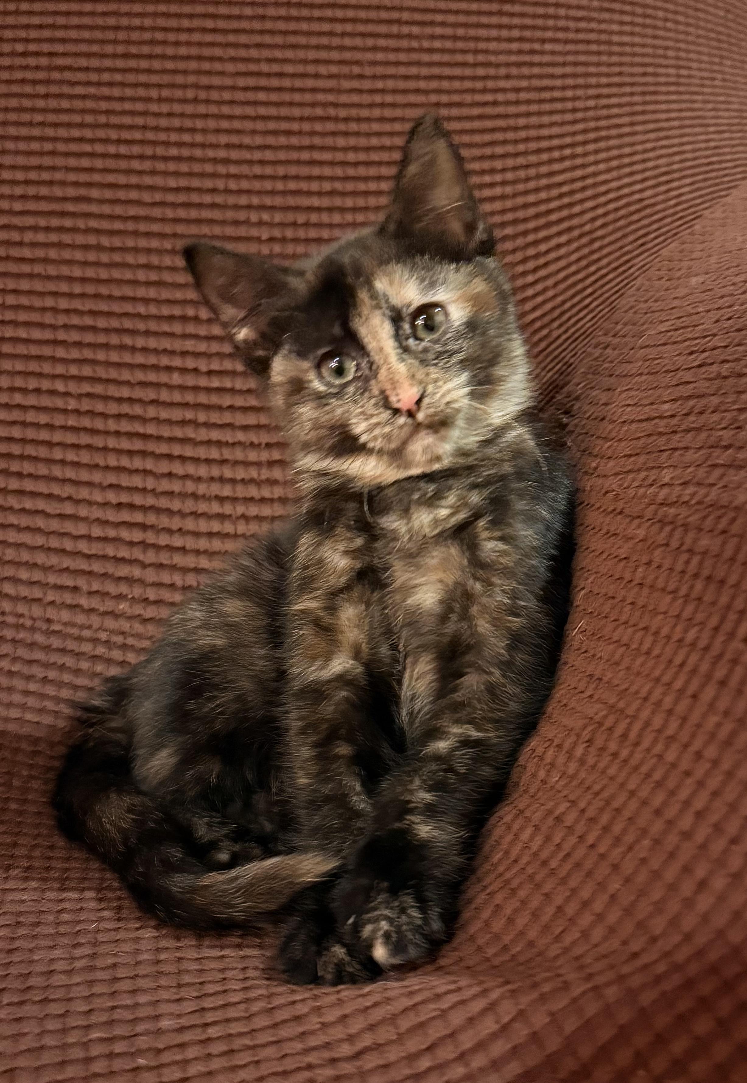 Wilde, ADOPTABLE, Kitten Female Domestic Short Hair.