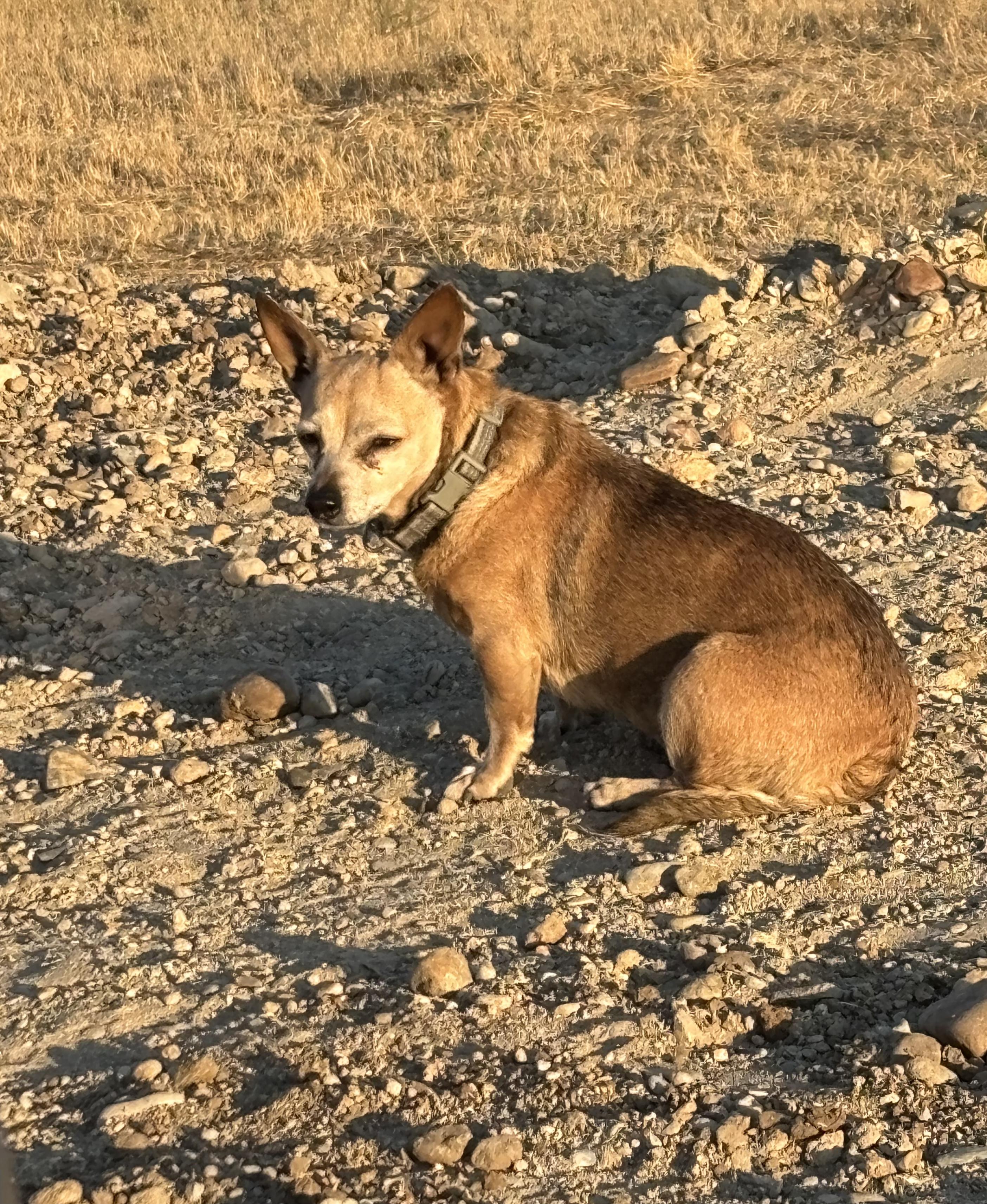 Sallie Mae, an adoptable Chiweenie in Tracy, CA, 95376 | Photo Image 4