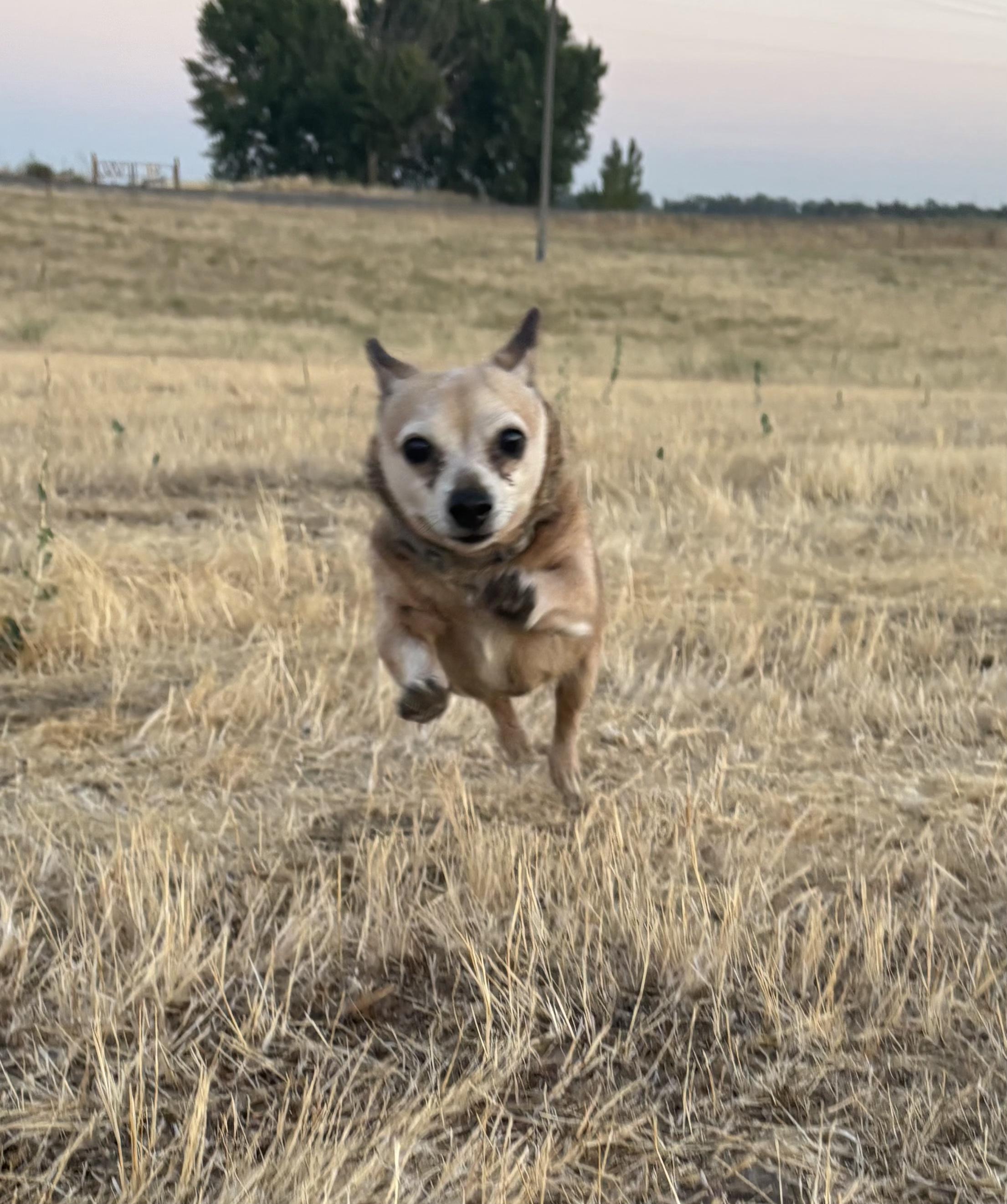 Enlarge Sallie Mae, a Adoptable mixed breed in Tracy, CA image 2/4