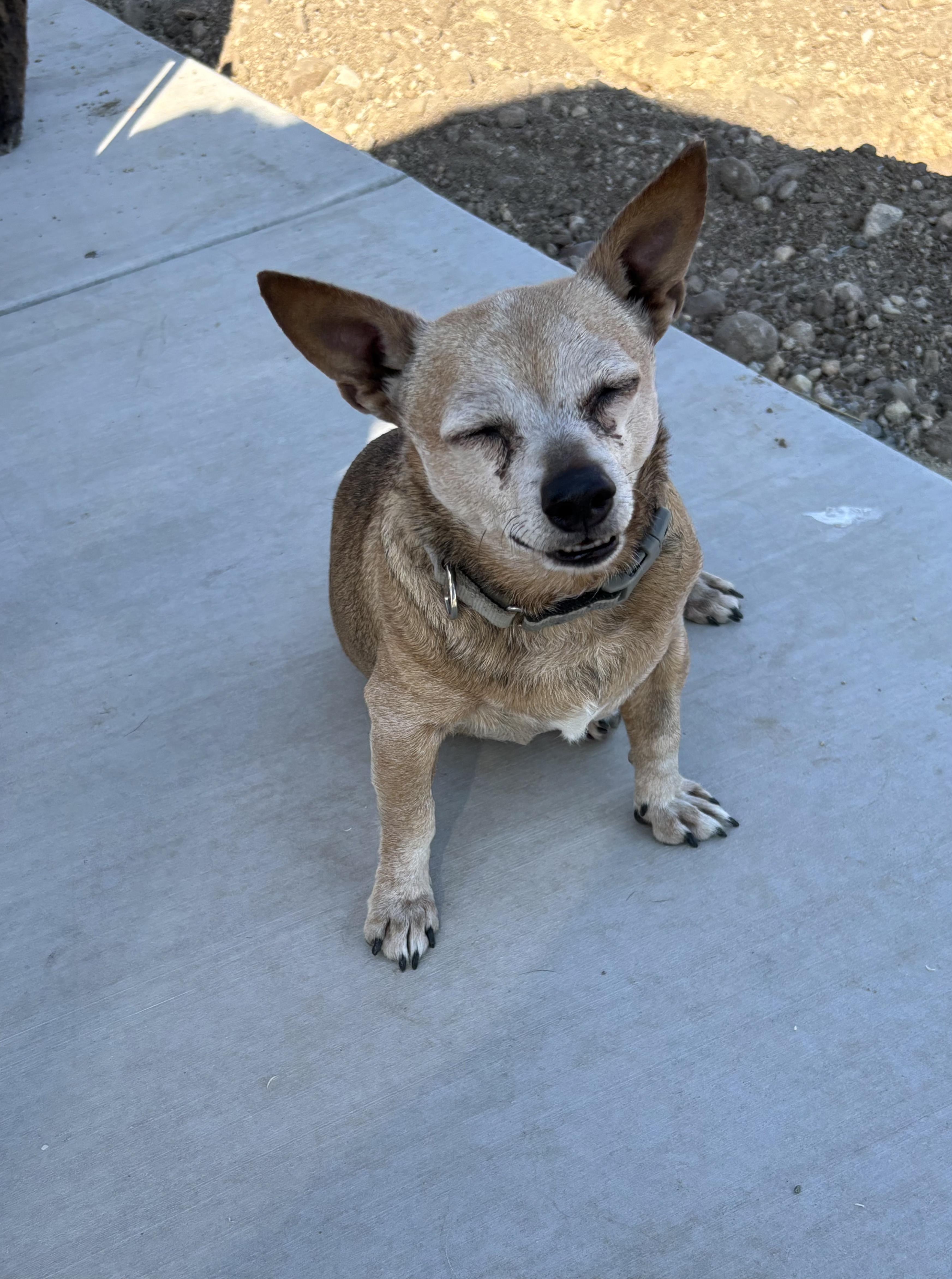 Sallie Mae, an adoptable Chiweenie in Tracy, CA, 95376 | Photo Image 3