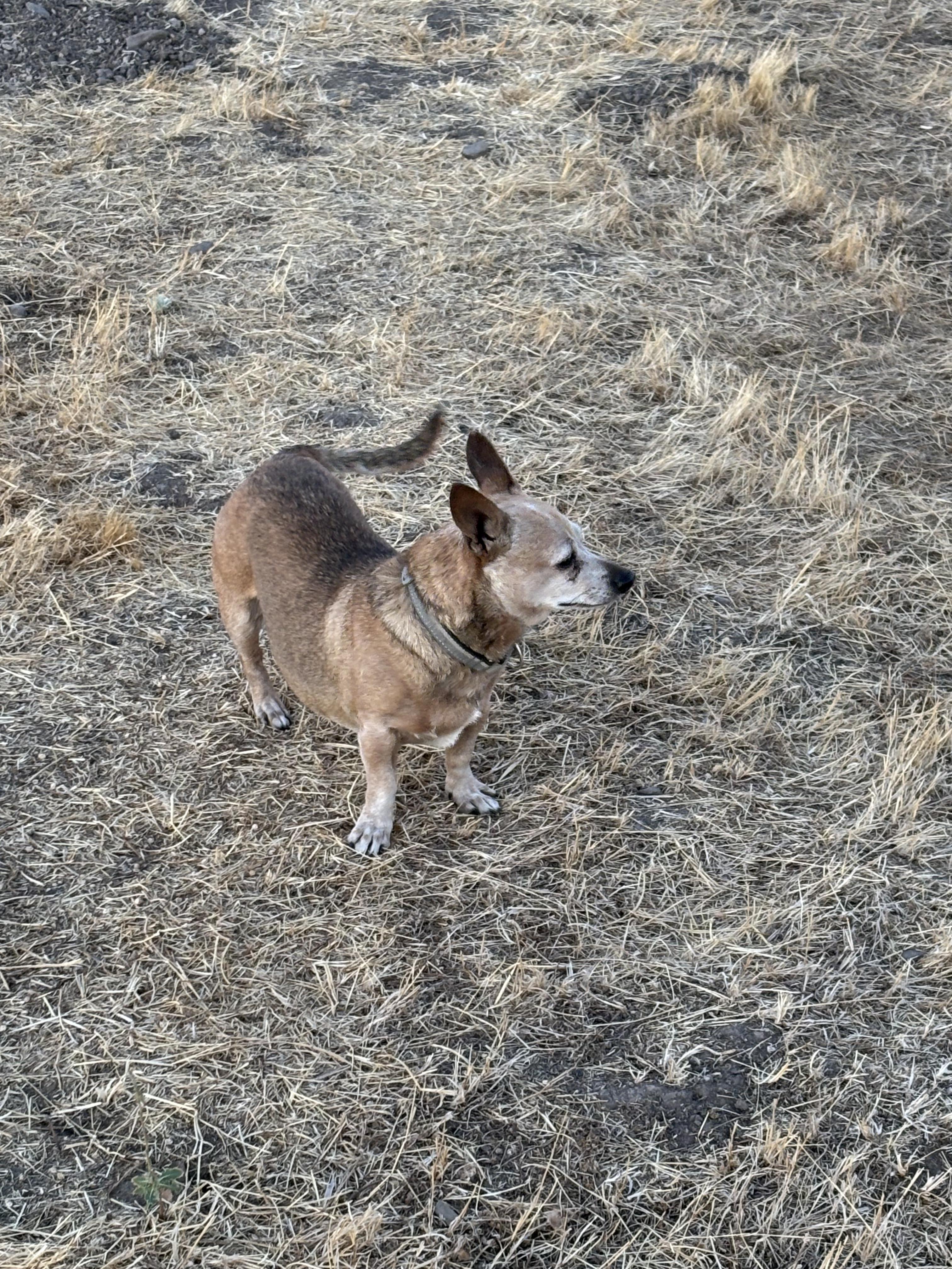 Sallie Mae, an adoptable Chiweenie in Tracy, CA, 95376 | Photo Image 2