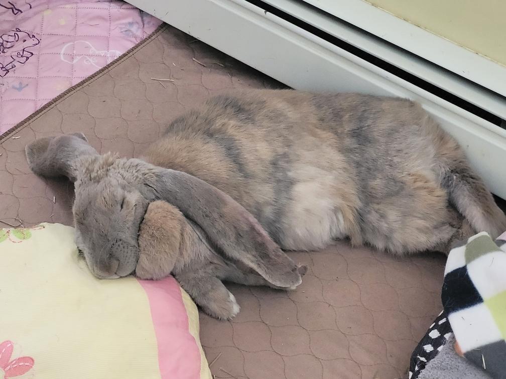 Enlarge Blyth, a ADOPTABLE English Lop in Norwalk, CT image 1/4