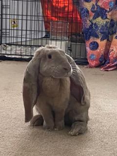 Enlarge Blyth, a ADOPTABLE English Lop in Norwalk, CT image 2/4