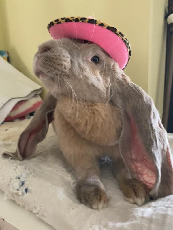 Enlarge Blyth, a ADOPTABLE English Lop in Norwalk, CT image 3/4