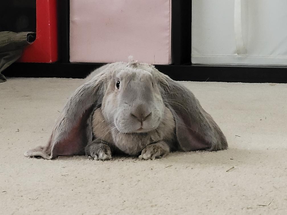 Enlarge Blyth, a ADOPTABLE English Lop in Norwalk, CT image 4/4