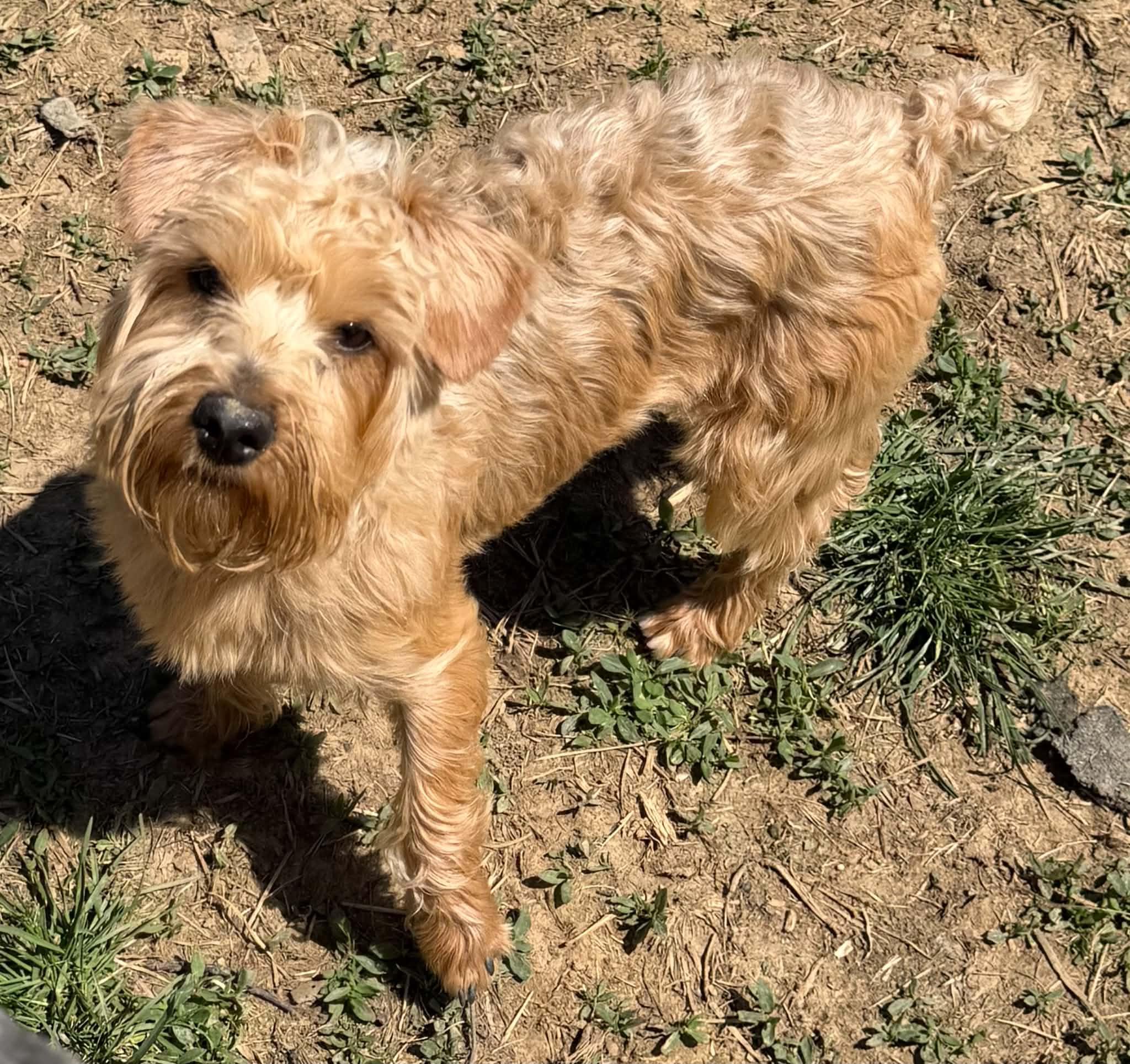 Pixie, a ADOPTABLE mixed breed in Zanesville, OH image 2/3