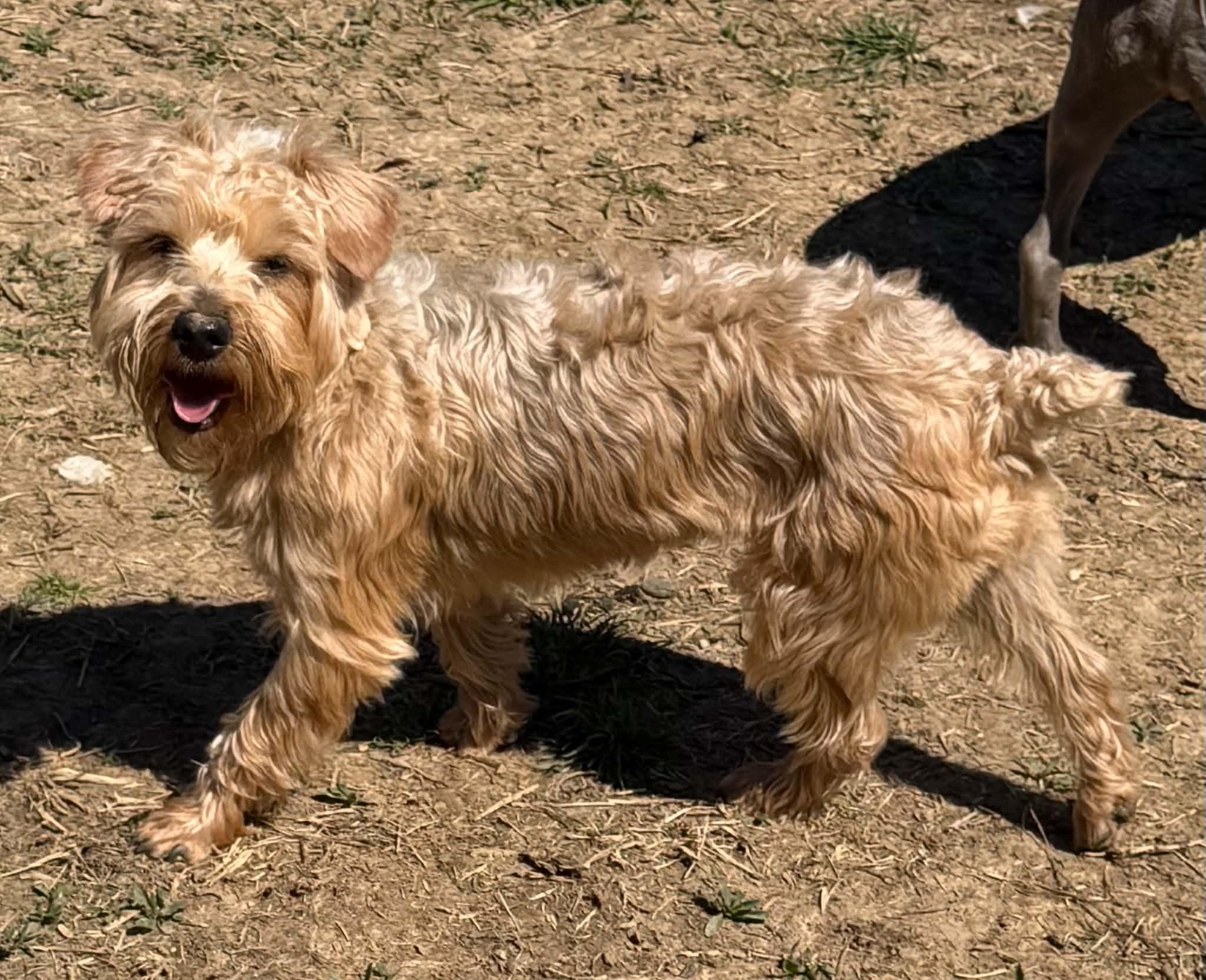 Pixie, a ADOPTABLE mixed breed in Zanesville, OH image 1/3