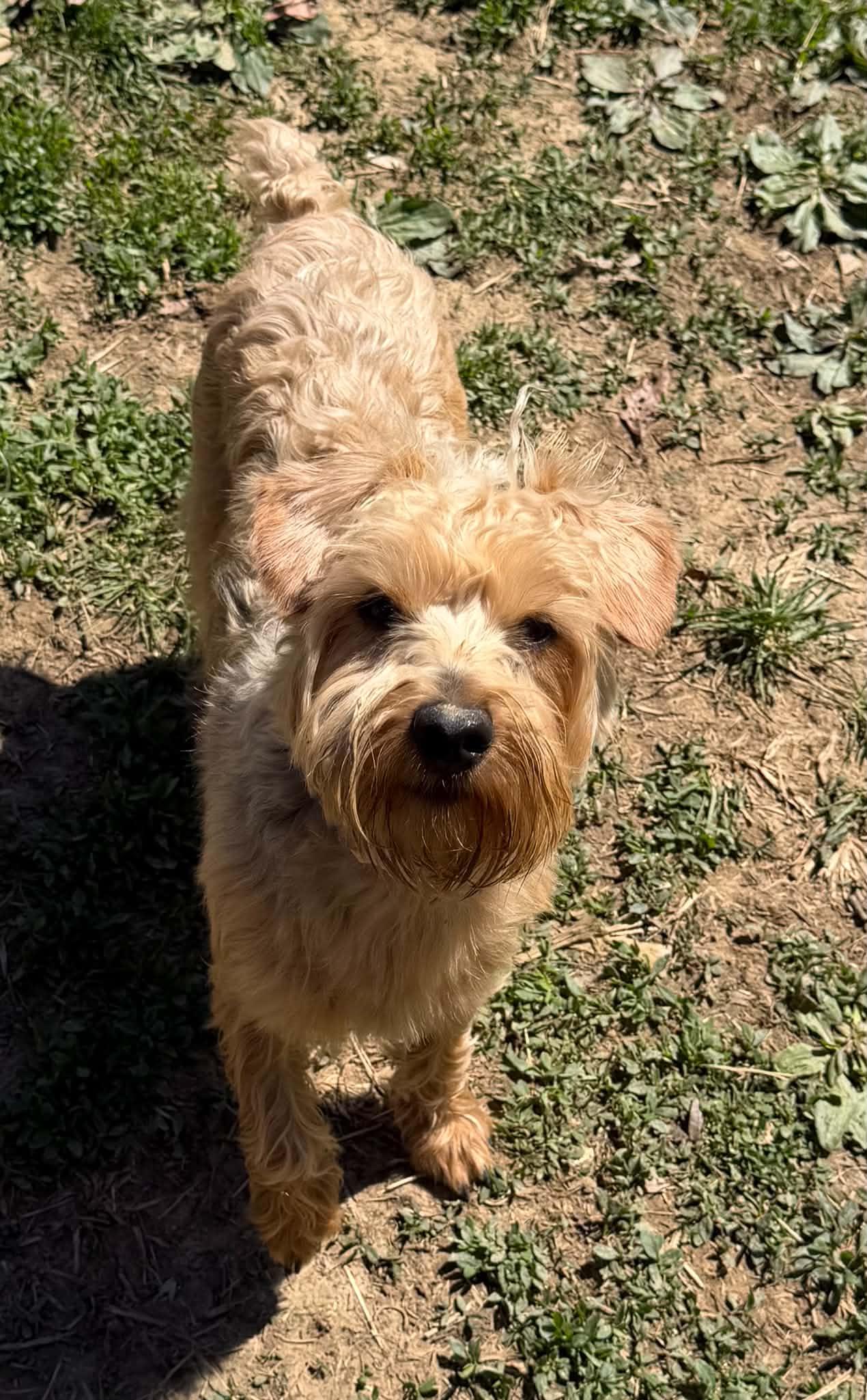 Pixie, a ADOPTABLE mixed breed in Zanesville, OH image 3/3