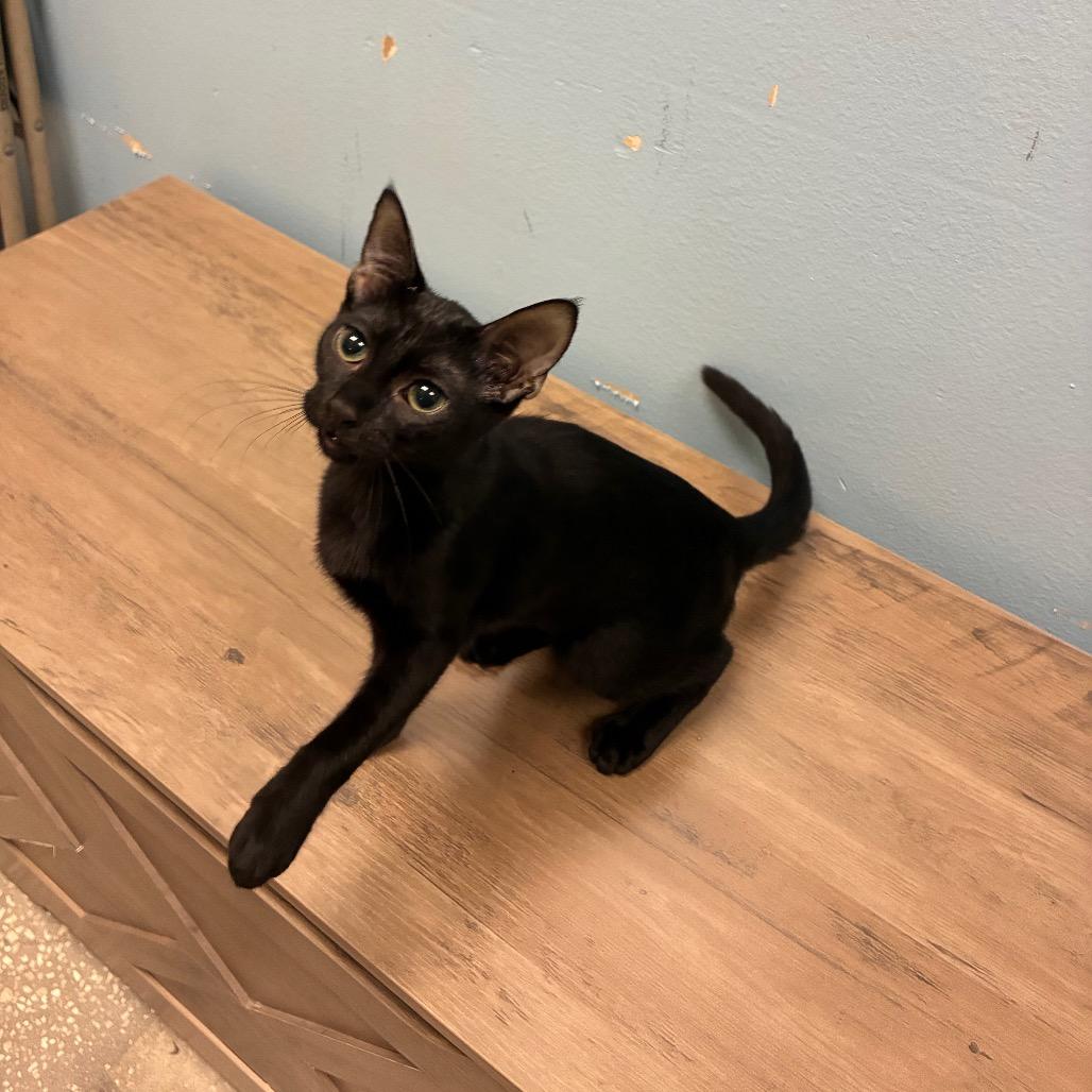 Enlarge Jolene, a Adoptable Domestic Short Hair in New Port Richey, FL image 1/2