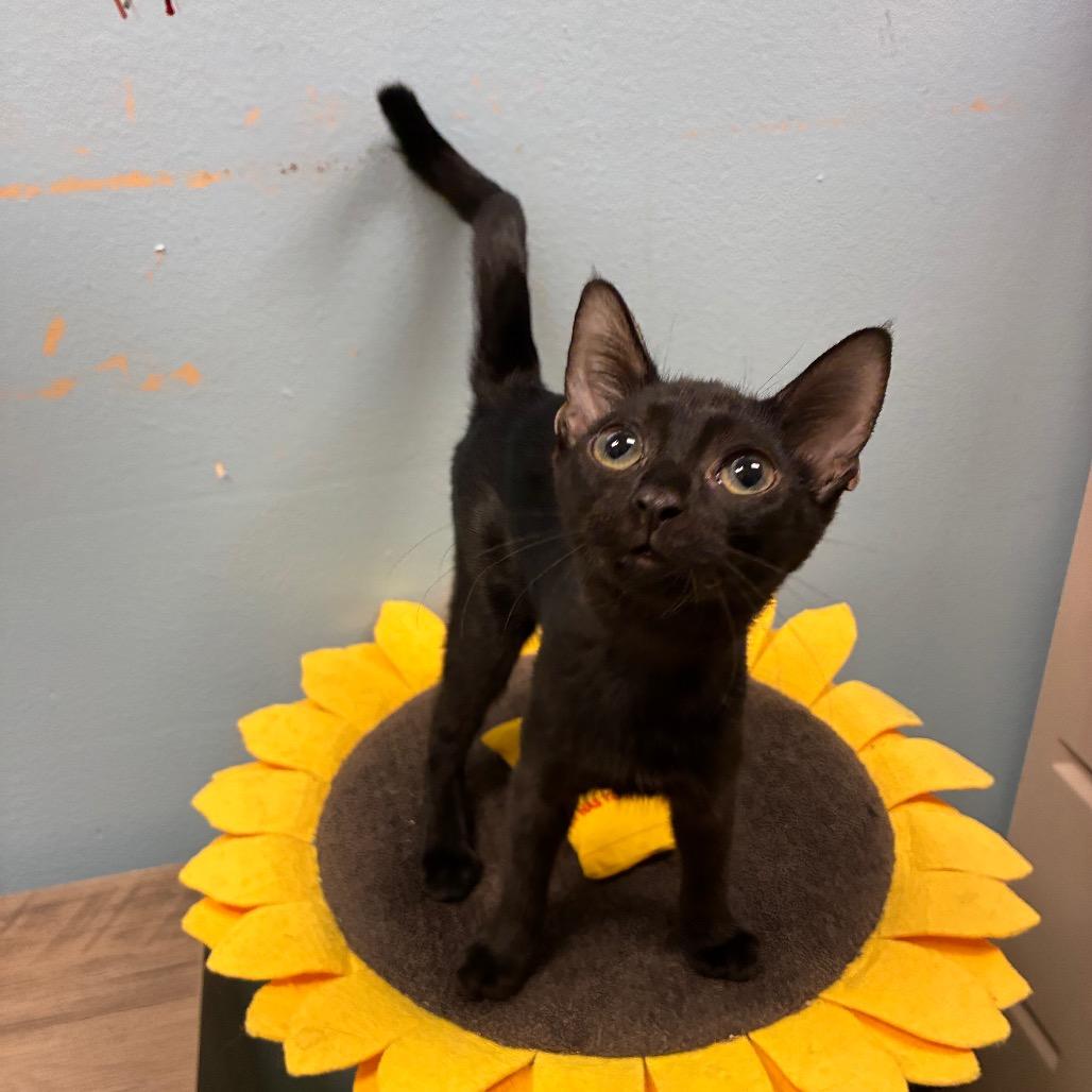 Enlarge Jolene, a Adoptable Domestic Short Hair in New Port Richey, FL image 2/2