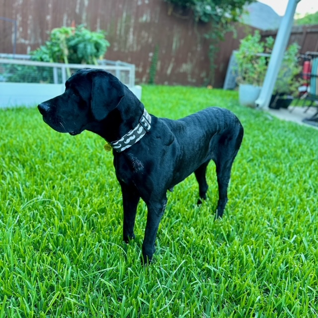 Lola, a Adopted mixed breed in Carrollton, TX image 1/6