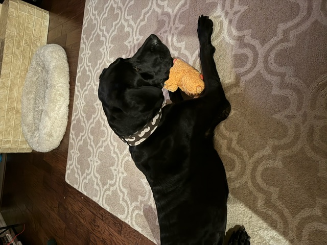 Lola, a Adopted mixed breed in Carrollton, TX image 3/6