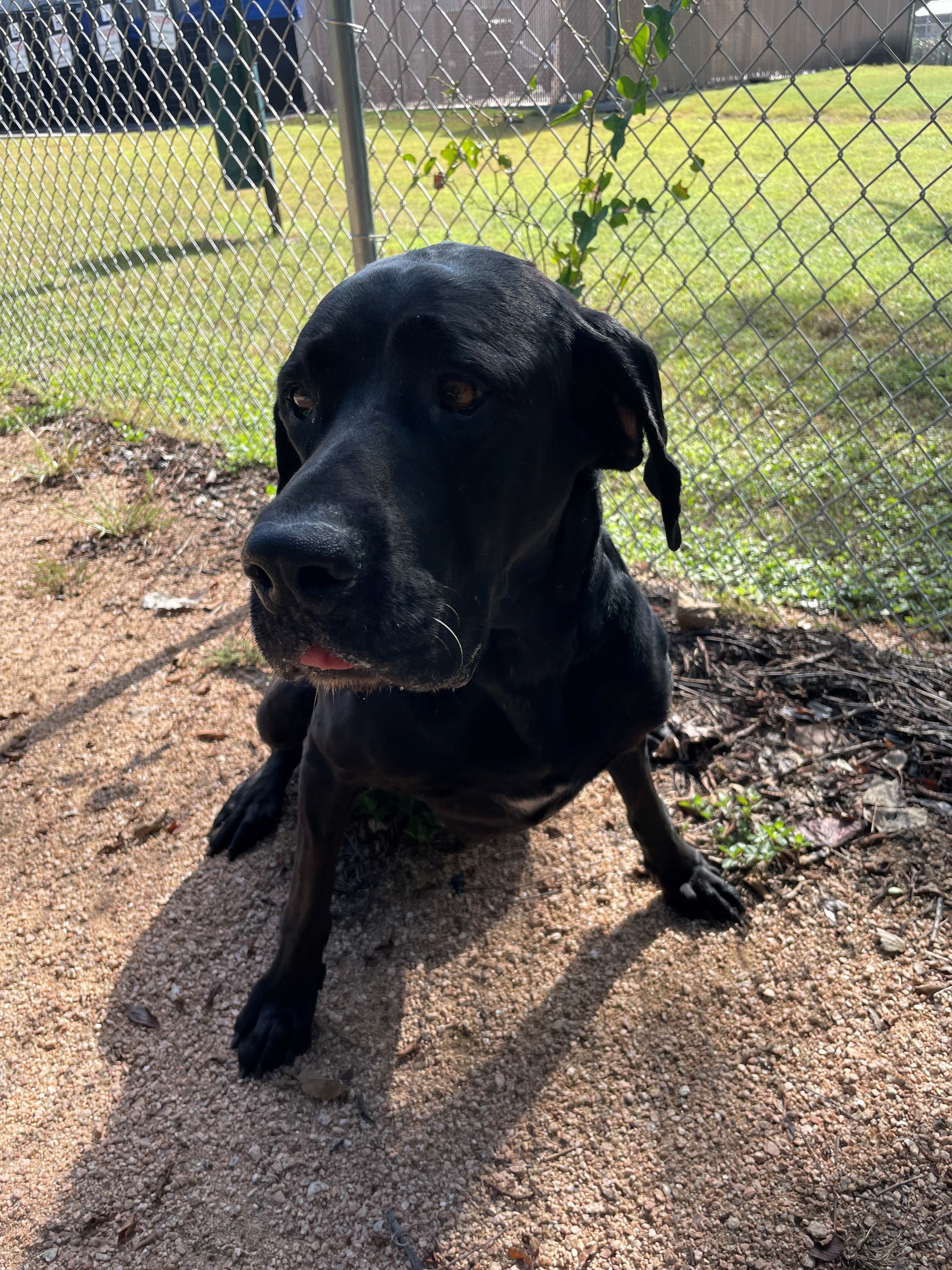 Lola, a Adopted mixed breed in Carrollton, TX image 4/6
