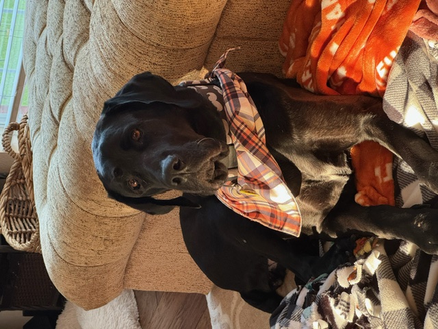 Lola, a Adopted mixed breed in Carrollton, TX image 5/6