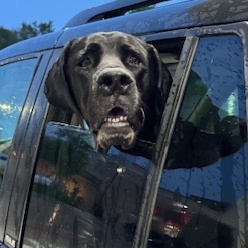 Lola, a Adopted mixed breed in Carrollton, TX image 6/6