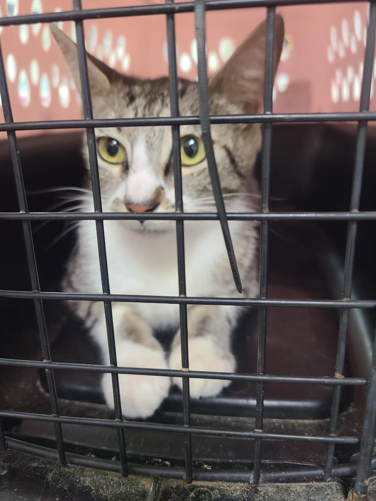 C662-26, Adoptable, Kitten Female Domestic Short Hair.